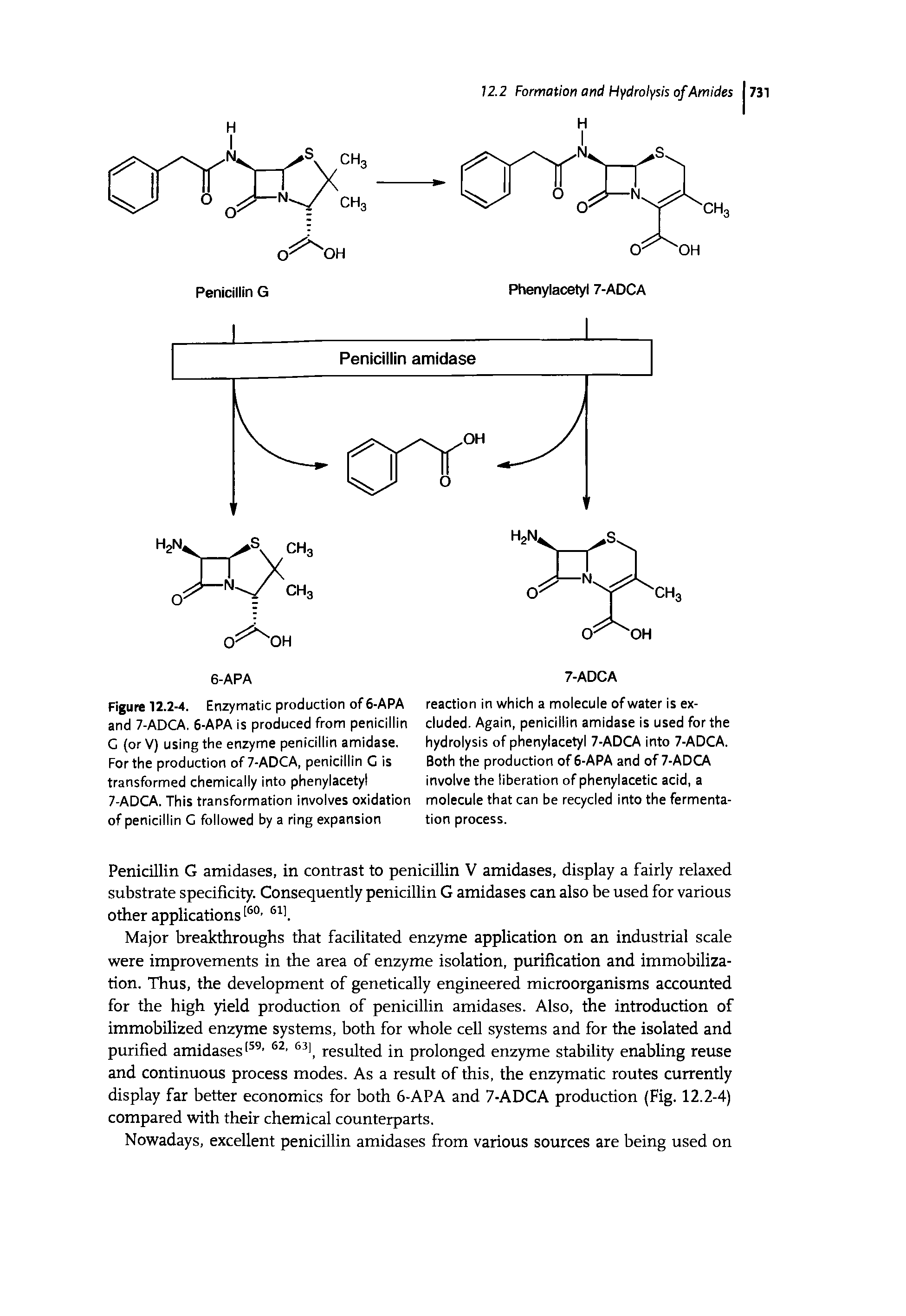 Figure 12.2-4. Enzymatic production of 6-APA and 7-ADCA. 6-APA is produced from penicillin C (or V) using the enzyme penicillin amidase. For the production of 7-ADCA, penicillin C is transformed chemically into phenylacetyl 7-ADCA. This transformation involves oxidation of penicillin C followed by a ring expansion...