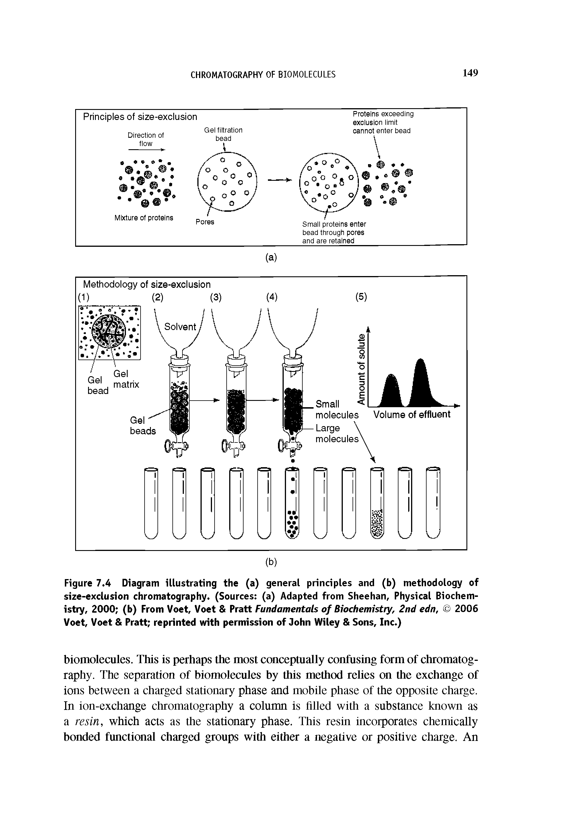 Figure 7.4 Diagram illustrating the (a) general principles and (b) methodology of size-exclusion chromatography. (Sources (a) Adapted from Sheehan, Physical Biochemistry, 2000 (b) From Voet, Voet Pratt Fundamentals of Biochemistry, 2nd edn, 2006 Voet, Voet Pratt reprinted with permission of John Wiley Sons, Inc.)...