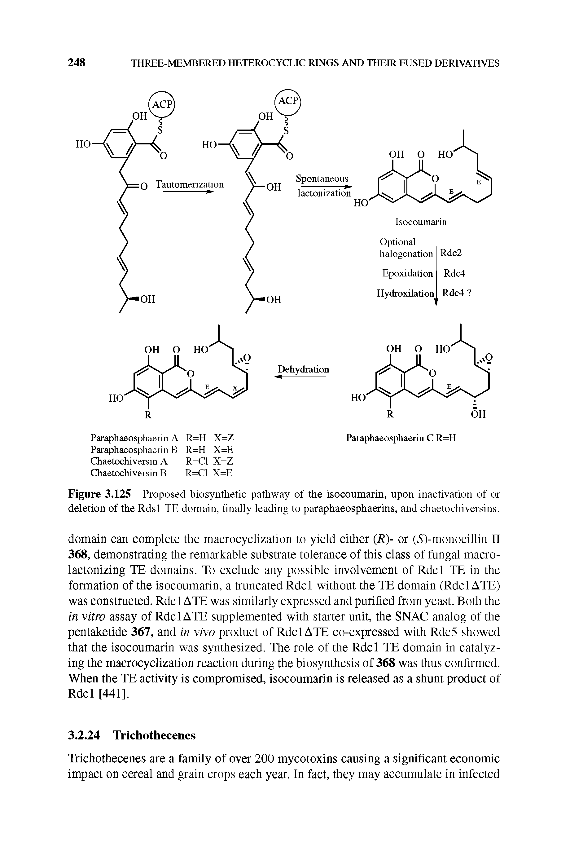 Figure 3.125 Proposed biosynthetic pathway of the isocoumarin, upon inactivation of or deletion of the Rdsl TE domain, finally leading to paraphaeosphaerins, and chaetochiversins.
