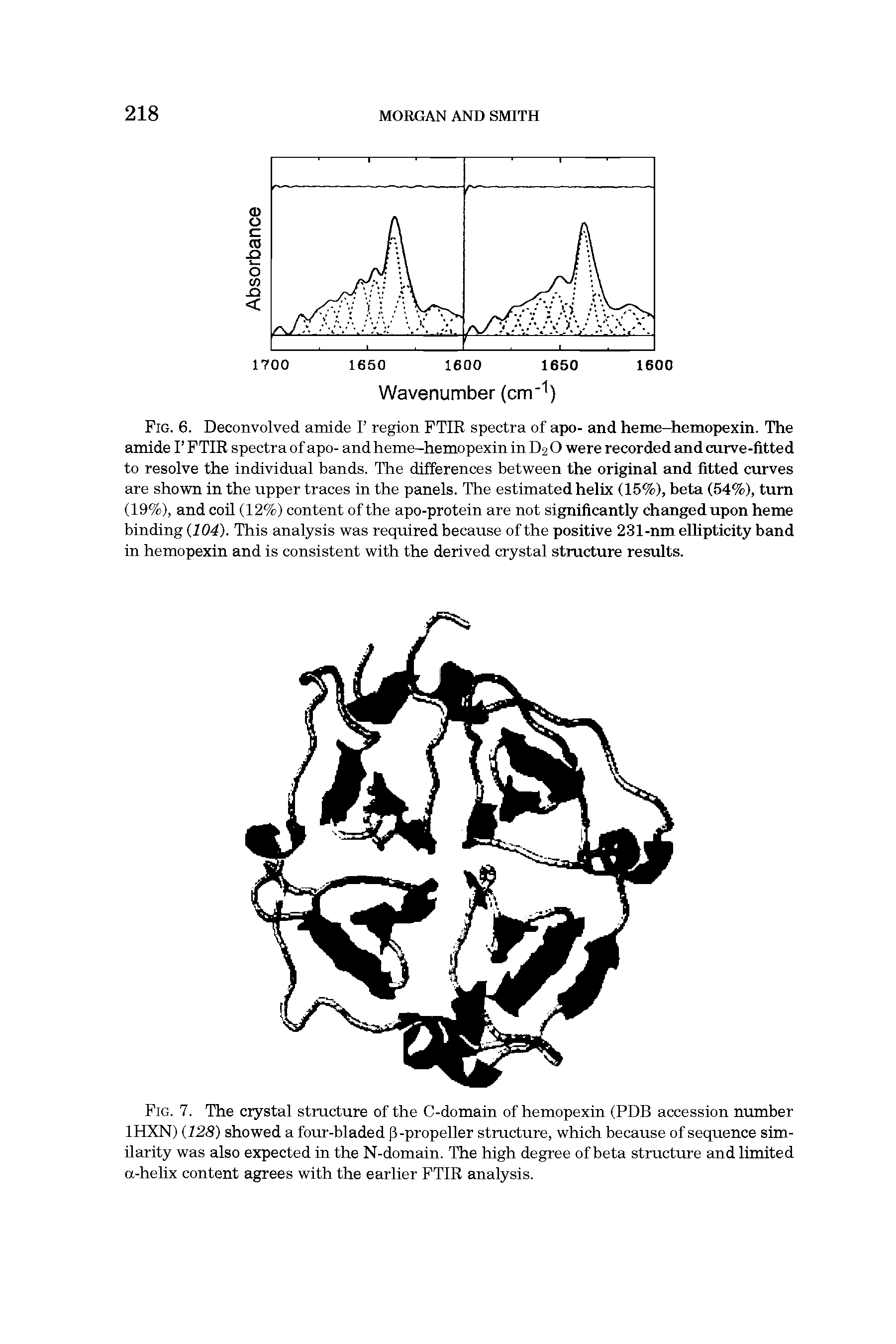 Fig. 7. The crystal structure of the C-domain of hemopexin (PDB accession number IHXN) 128) showed a four-bladed p-propeller structure, which because of sequence similarity was also expected in the N-domain. The high degree of beta structure and limited a-helix content agrees with the earlier FTIR analysis.