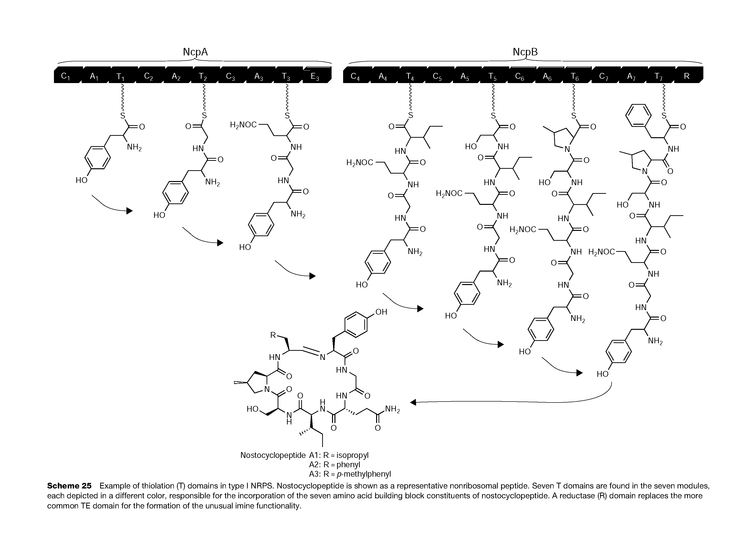 Scheme 25 Example of thiolation (T) domains in type I NRPS. Nostocyclopeptide is shown as a representative nonribosomal peptide. Seven T domains are found in the seven modules, each depicted in a different color, responsible for the incorporation of the seven amino acid building block constituents of nostocyclopeptide. A reductase (R) domain replaces the more common TE domain for the formation of the unusual imine functionality.