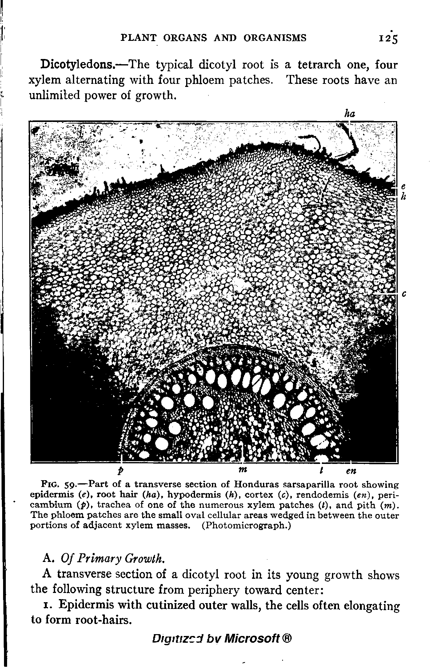 Fig. 59.—Part of a transverse section of Honduras sarsaparilla root showing epidermis (r), root hair (ha), hypodermis (A), cortex (c), rendodemis (en), peri-cambium (p), trachea of one of the numerous xylem patches (1), and pith (m). The phloem patches are the small oval cellular areas wedged in between the outer portions of adjacent xylem masses. (Photomicrograph.)...