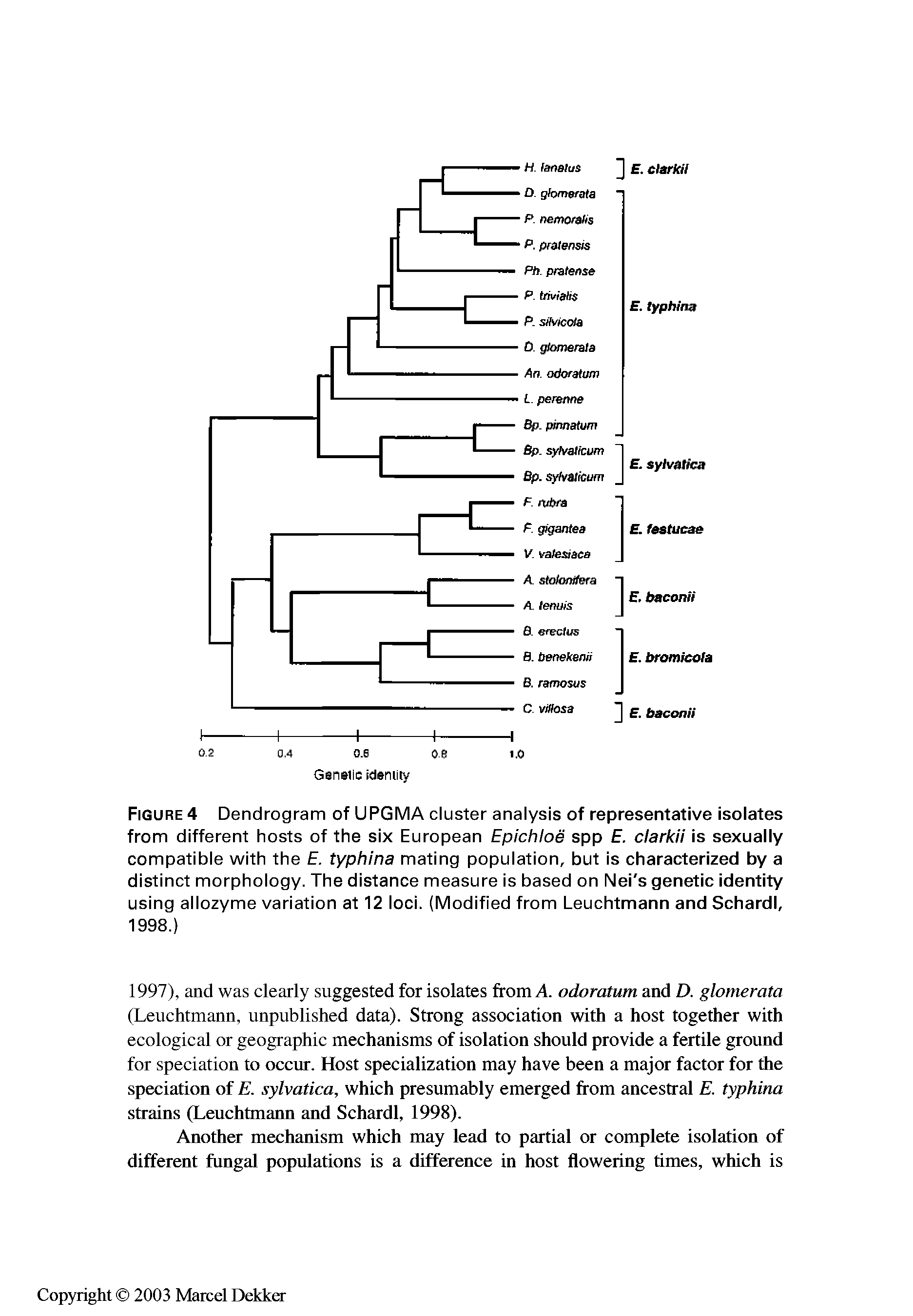 Figure 4 Dendrogram of UPGMA cluster analysis of representative isolates from different hosts of the six European Epichloe spp E. clarkii is sexually compatible with the E. typhina mating population, but is characterized by a distinct morphology. The distance measure is based on Nei s genetic identity using allozyme variation at 12 loci. (Modified from Leuchtmann and Schardl, 1998.)...