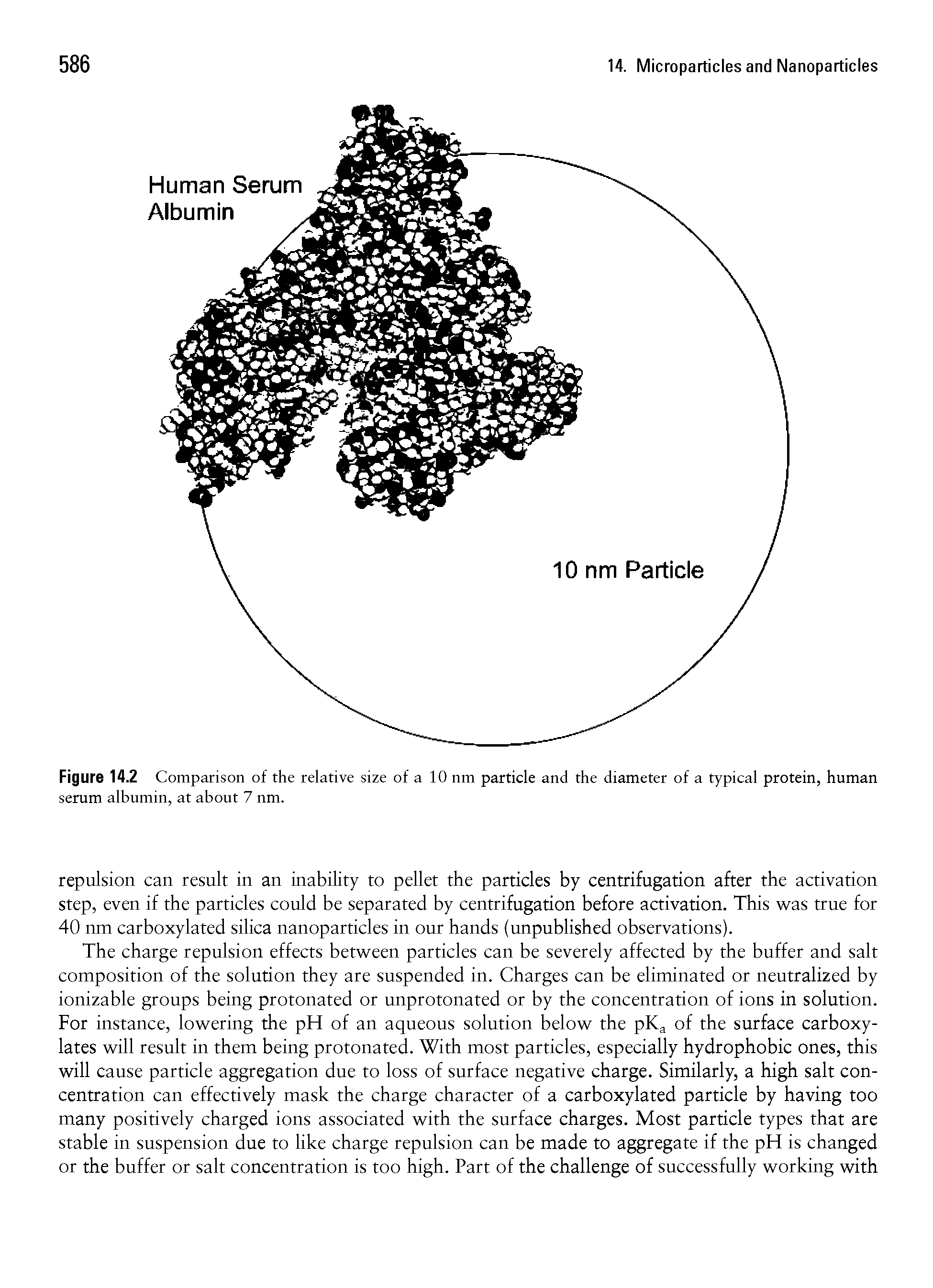 Figure 14.2 Comparison of the relative size of a 10 nm particle and the diameter of a typical protein, human serum albumin, at about 7 nm.