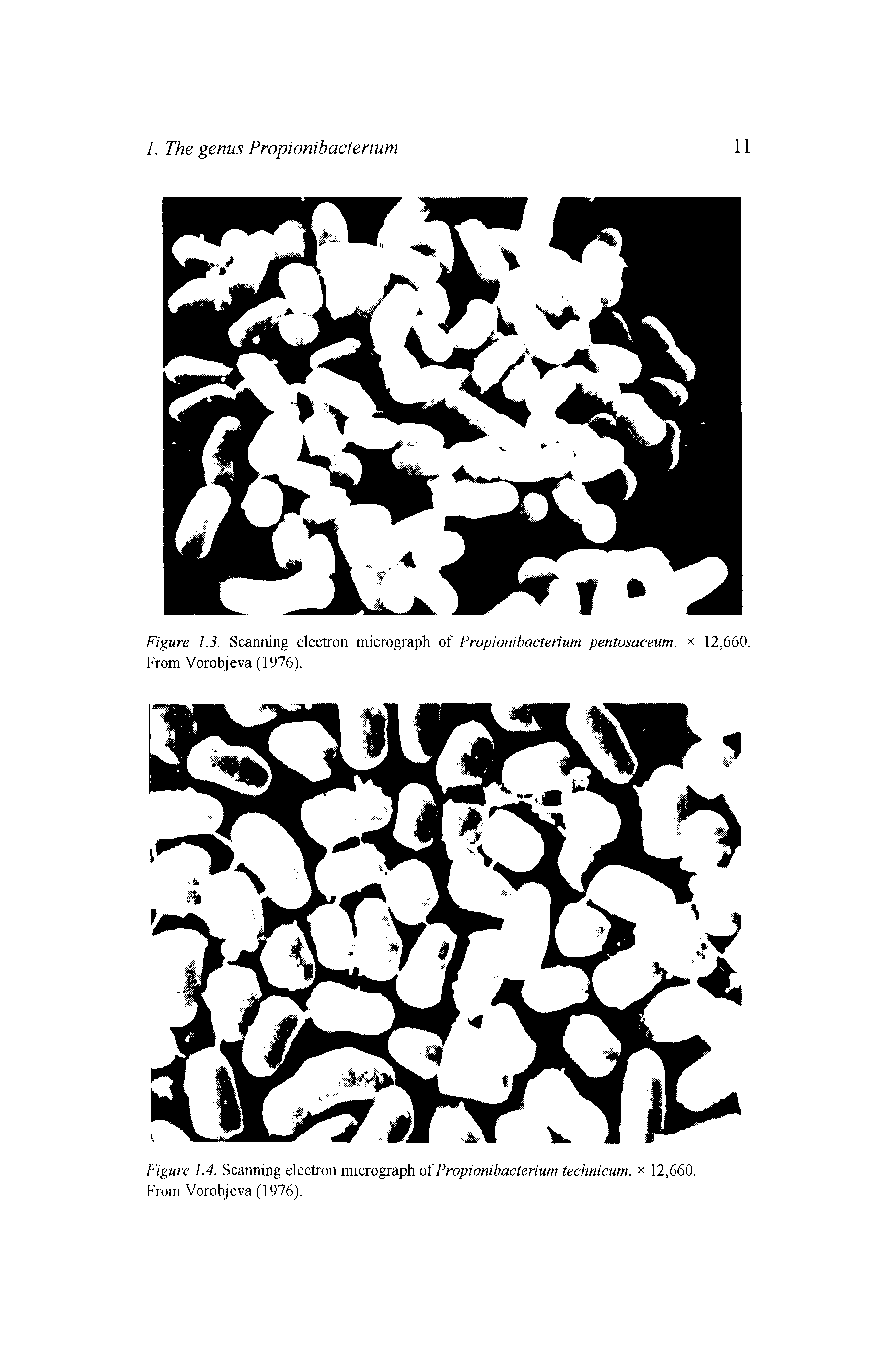 Figure 1.3. Scarming electron micrograph of Propionibacterium pentosaceum. x 12,660. From Vorobjeva (1976).