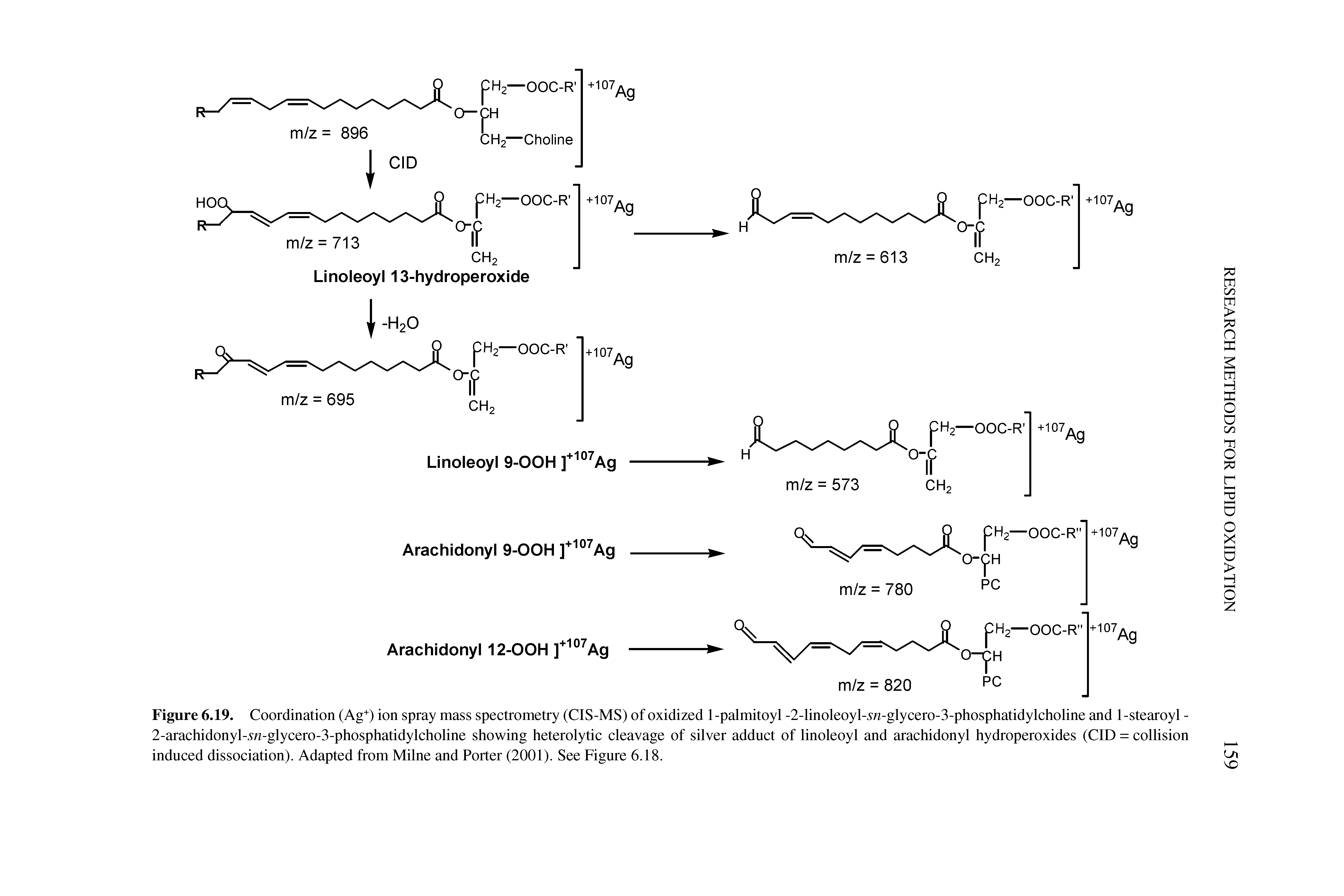 Figure 6.19. Coordination (Ag+) ion spray mass spectrometry (CIS-MS) of oxidized 1-palmitoyl -2-linoleoyl-5n-glycero-3-phosphatidylcholine and 1-stearoyl -2-arachidonyl-5n-glycero-3-phosphatidylcholine showing heterolytic cleavage of silver adduct of linoleoyl and arachidonyl hydroperoxides (CID = collision induced dissociation). Adapted from Milne and Porter (2001). See Figure 6.18.