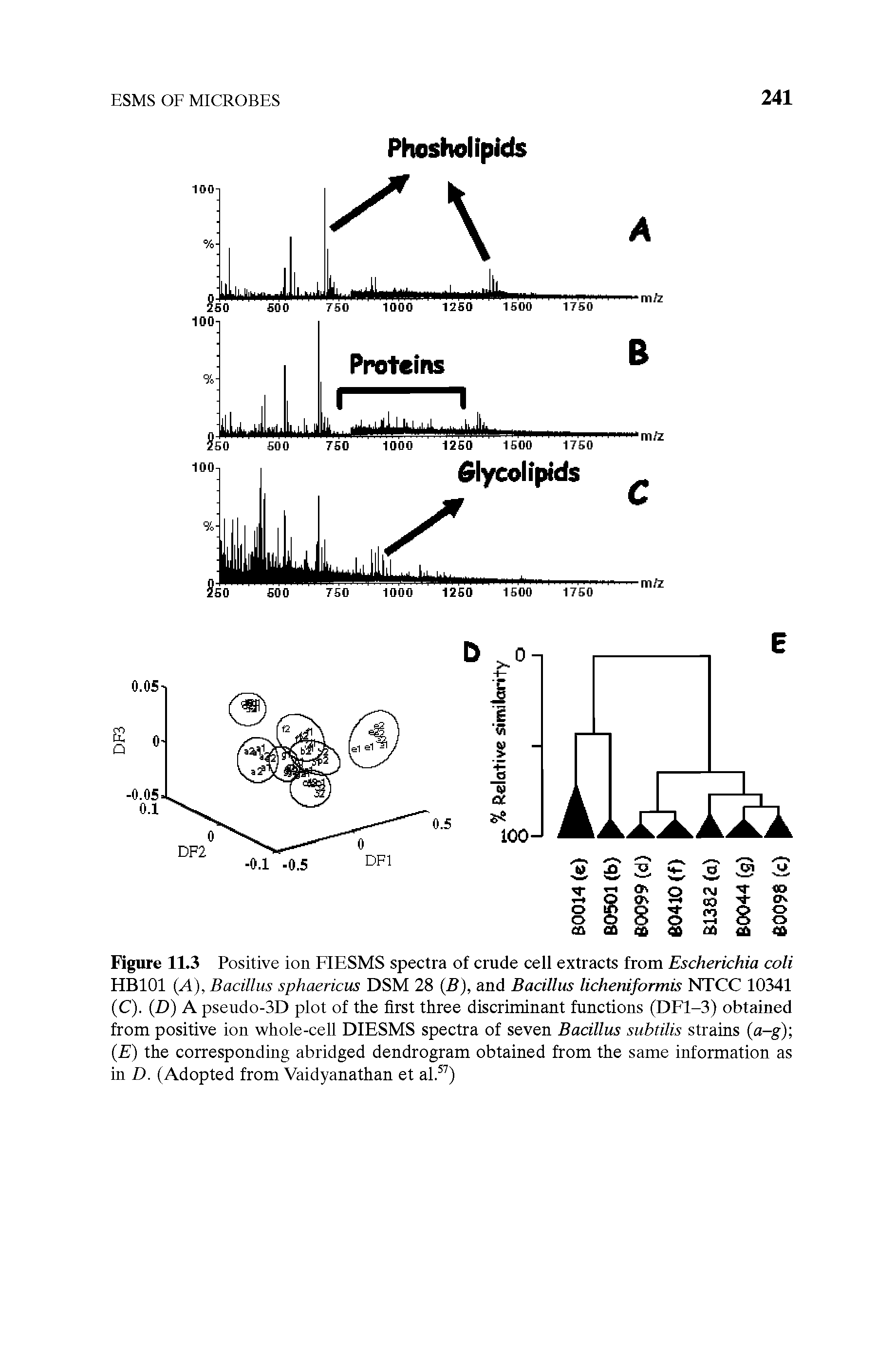 Figure 11.3 Positive ion FIESMS spectra of crude cell extracts from Escherichia coli HB101 (A), Bacillus sphaericus DSM 28 (B), and Bacillus licheniformis NTCC 10341 (C). (D) A pseudo-3D plot of the first three discriminant functions (DF1-3) obtained from positive ion whole-cell DIESMS spectra of seven Bacillus subtilis strains (a-g) (E) the corresponding abridged dendrogram obtained from the same information as in D. (Adopted from Vaidyanathan et al.57)...