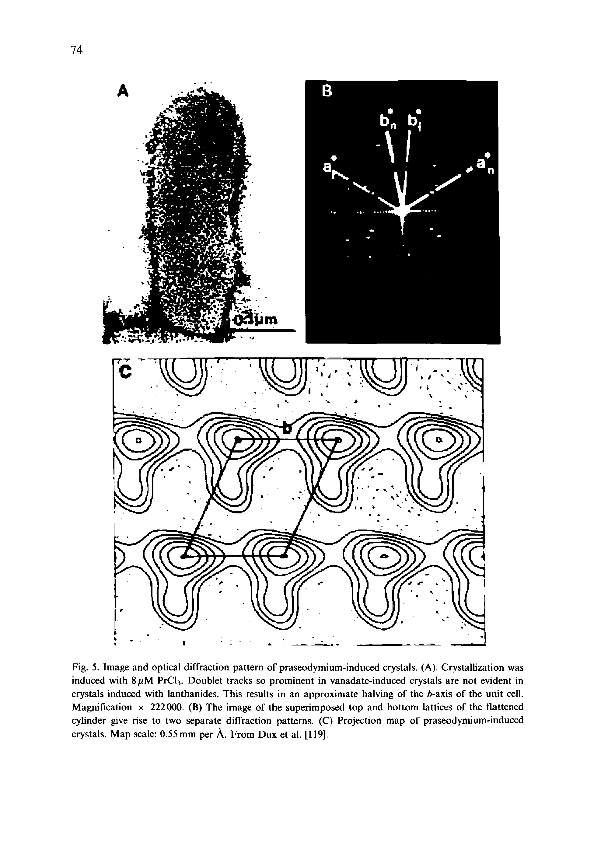 Fig. 5. Image and optical diffraction pattern of praseodymium-induced crystals, (A). Crystallization was induced with 8 PrCU. Doublet tracks so prominent in vanadate-induced crystals are not evident in crystals induced with lanthanides. This results in an approximate halving of the A-axis of the unit cell. Magnification x 222000. (B) The image of the superimposed top and bottom lattices of the flattened cylinder give rise to two separate diffraction patterns. (C) Projection map of praseodymium-induced crystals. Map scale 0.55 mm per A. From Dux et al. [119].