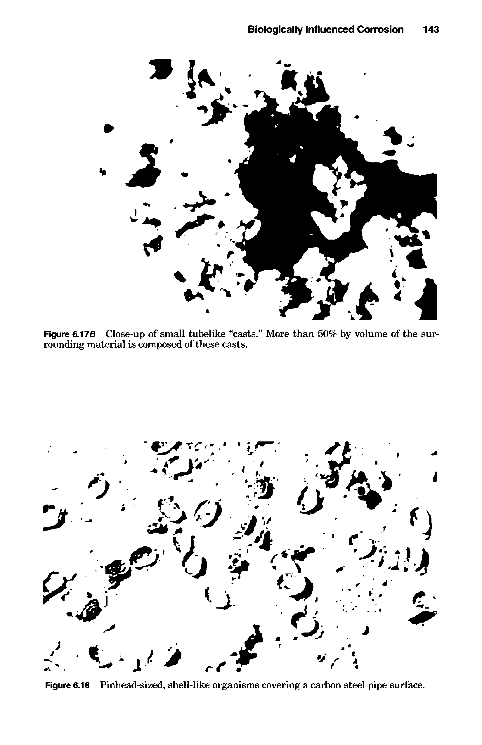 Figure 6.18 Pinhead-sized, shell-like organisms covering a carbon steel pipe surface.