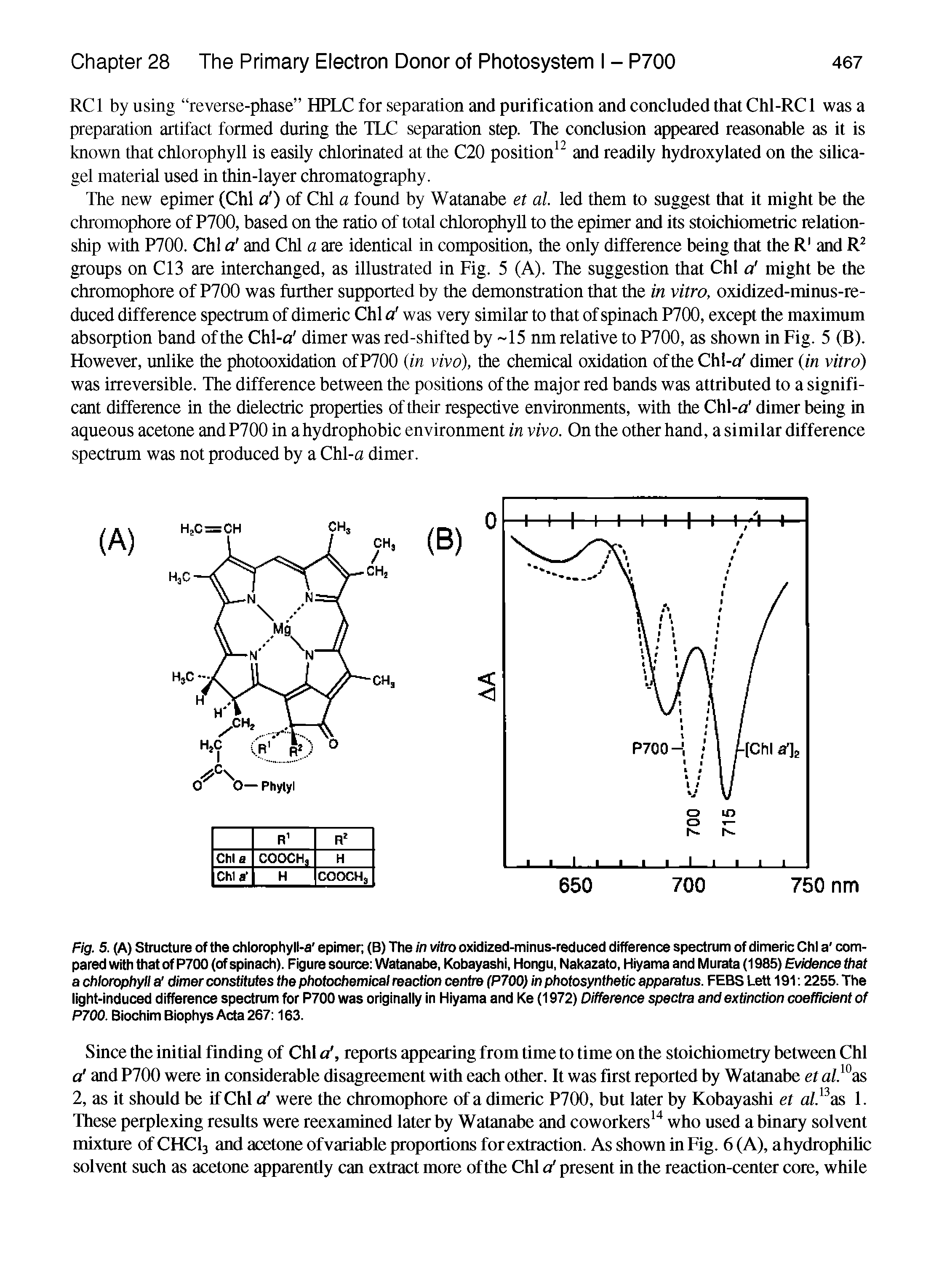 Fig. 5. (A) Structure of the chlorophyll-a epimer (B) The in vitro oxidized-minus-reduced difference spectrum of dimeric Chi a compared with that of P700 (of spinach). Figure source Watanabe, Kobayashi, Hongu, Nakazato, Hiyama and Murata (1985) Evidence that a chlorophyll a dimer constitutes the photochemical reaction centre (P700) in photosynthetic apparatus. FEBS Lett 191 2255. The light-induced difference spectrum for P700 was originally in Hiyama and Ke (1972) Difference spectra and extinction coefficient of P700. Biochim Biophys Acta 267 163.