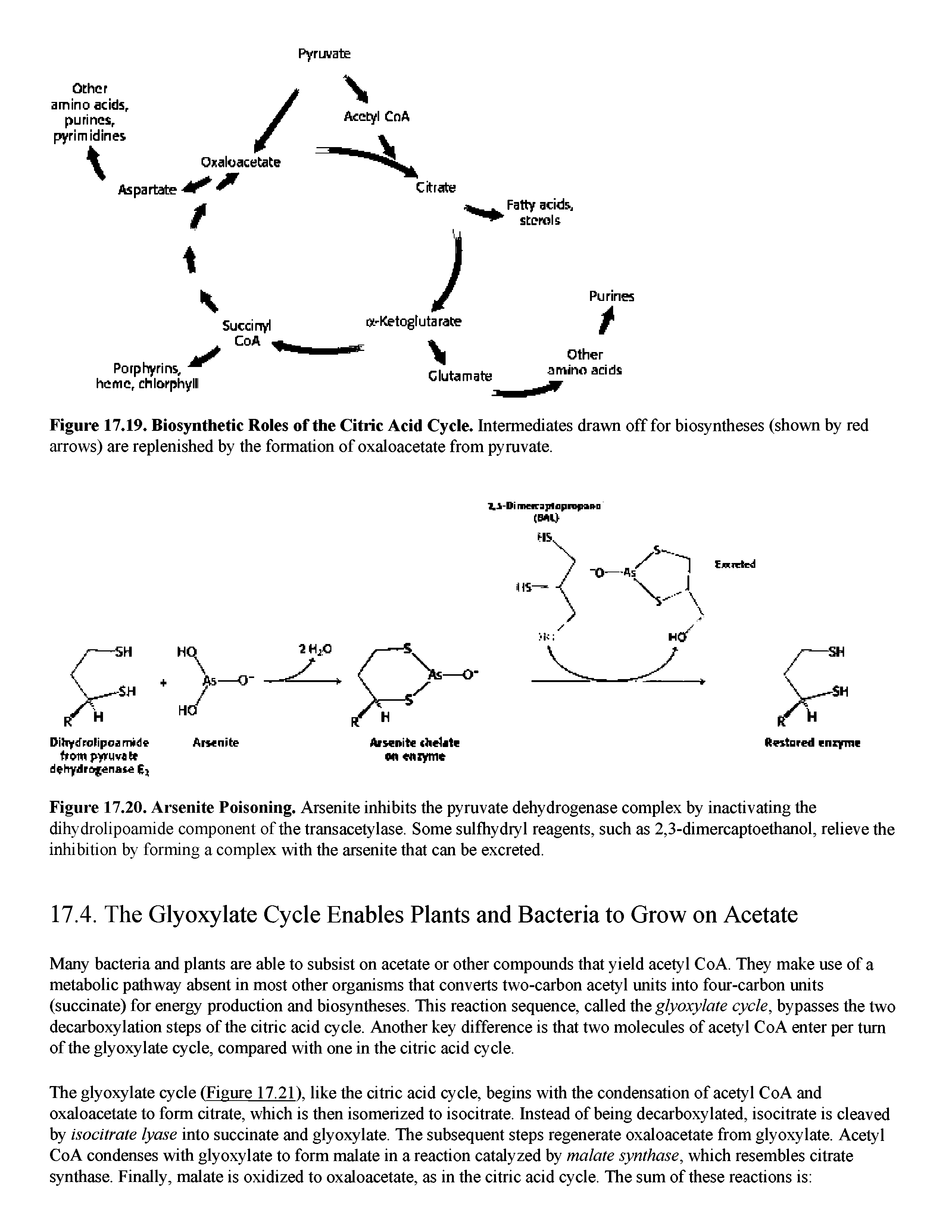 Figure 17.20. Arsenite Poisoning. Arsenite inhibits the pyruvate dehydrogenase complex by inactivating the dihydrolipoamide component of the transacetylase. Some sulfhydryl reagents, such as 2,3-dimercaptoethanol, relieve the inhibition by forming a complex with the arsenite that can be excreted.