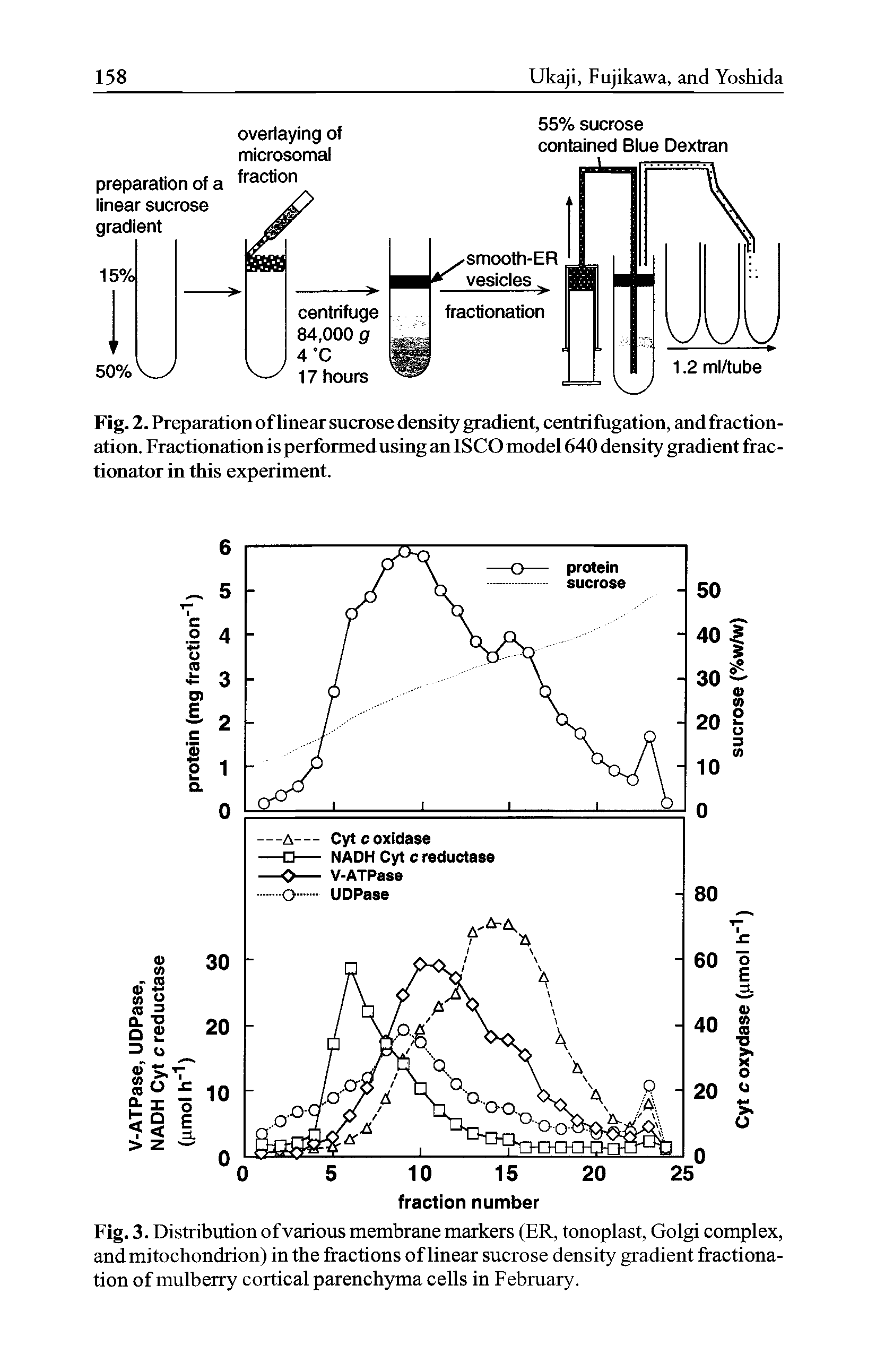 Fig. 2. Preparation of linear sucrose density gradient, centrifugation, and fractionation. Fractionation is performed using an ISCO model 640 density gradient fractionator in this experiment.