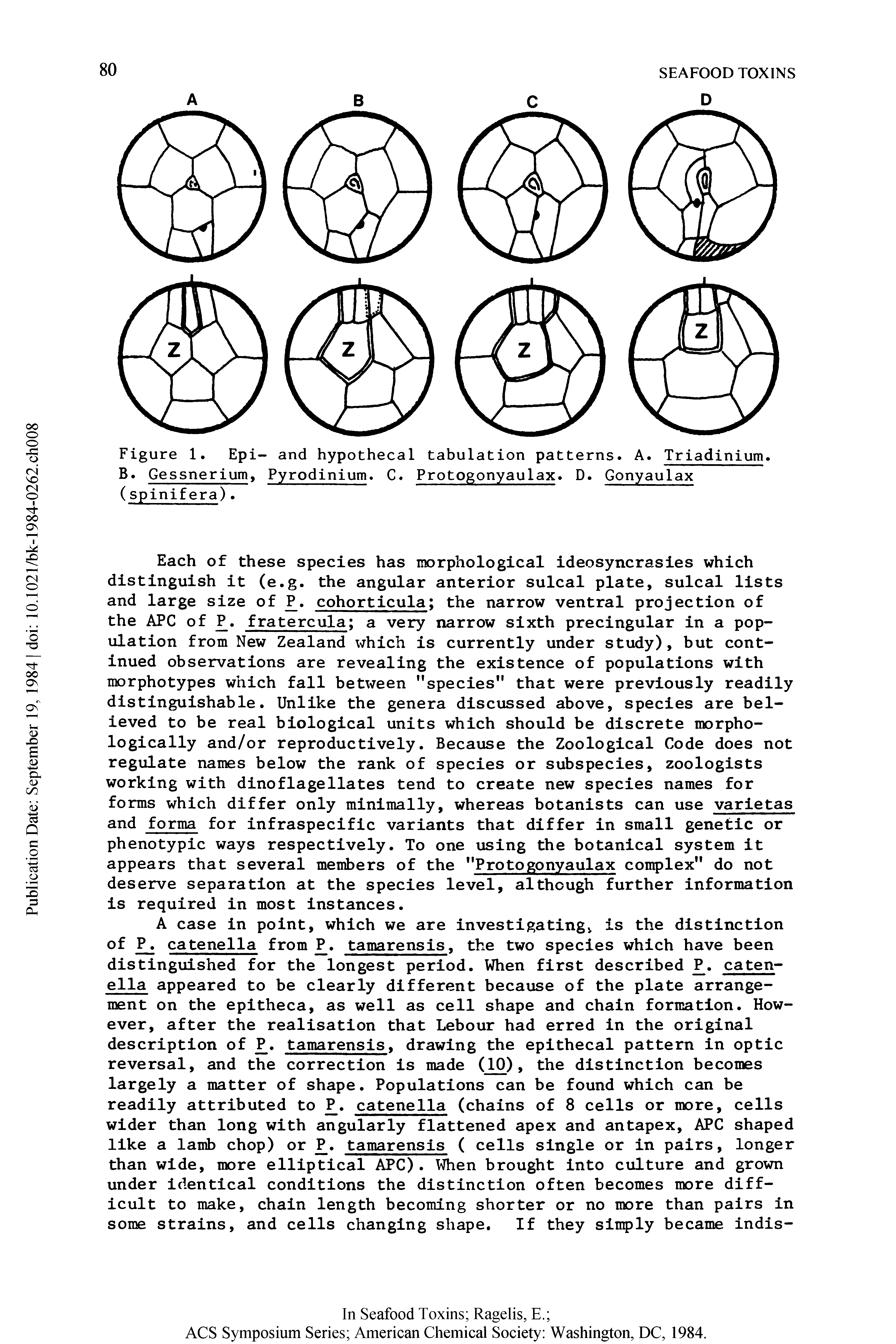 Figure 1. Epi- and hypothecal tabulation patterns. A. Triadinium. B. Gessnerium, Pyrodinium. C. Protogonyaulax. D. Gonyaulax (spinifera).