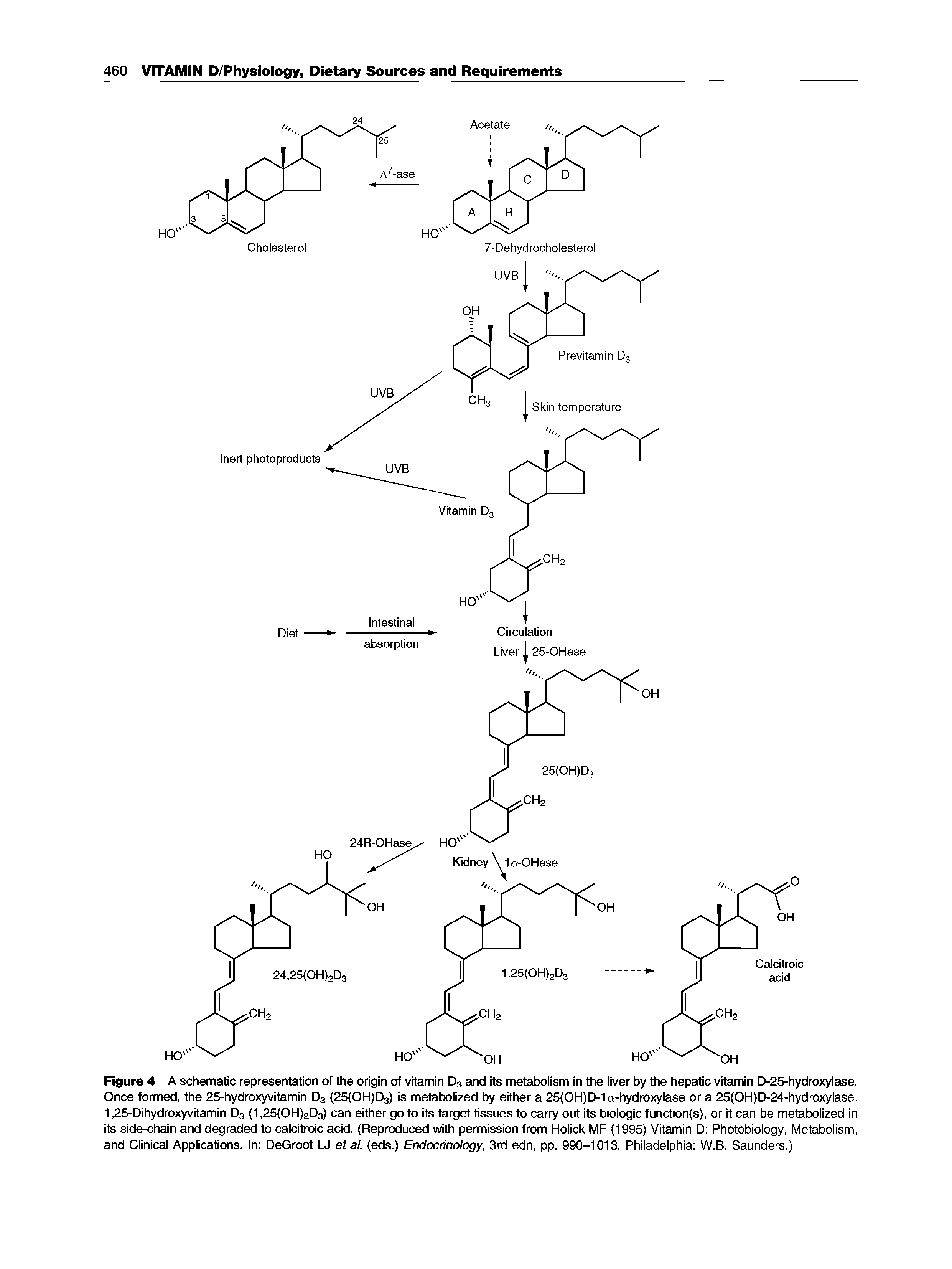 Figure 4 A schematic representation of the origin of vitamin D3 and its metabolism in the liver by the hepatic vitamin D-25-hydroxylase. Once formed, the 25-hydroxyvitamin D3 (25(OH)D3> is metabolized by either a 25(OH)D-1a-hydroxylase or a 25(OH)D-24-hydroxylase. 1,25-Dihydroxyvitamin D3 (1,25(OH)2D3) can either go to its target tissues to carry out its biologic functbn(s), or it can be metabolized in its side-chain and degraded to calcitroic add. (Reproduced with permissbn from Holick MF (1995) Vitamin D Photobiology, Metabolism, and Clinical Applications. In DeGroot U etal. (eds.) Endocrinology, 3rd edn, pp. 990-1013. Philadelphia W.B. Saunders.)...