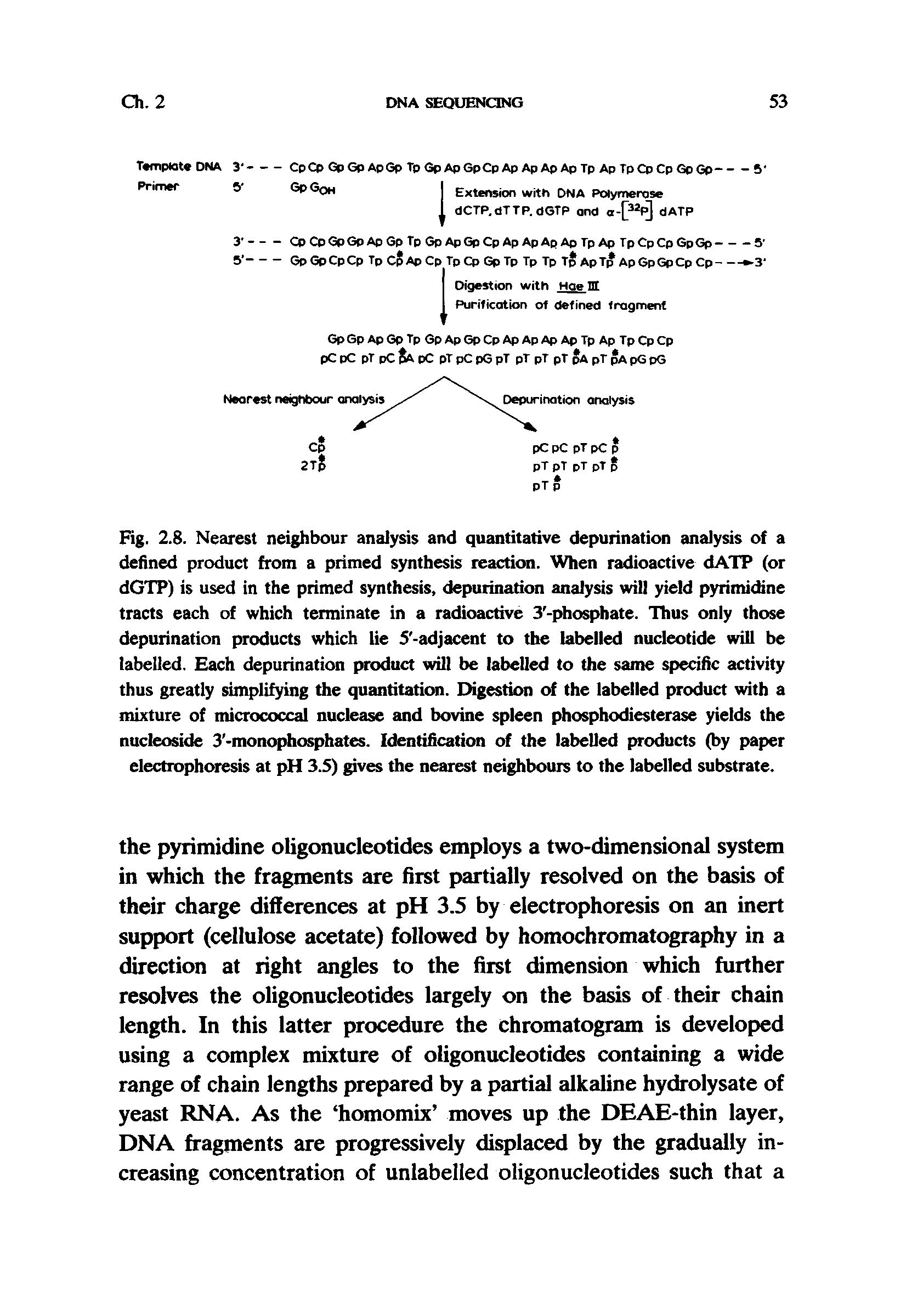 Fig. 2.8. Nearest neighbour analysis and quantitative depurination analysis of a defined product from a primed synthesis reaction. When radioactive dATP (or dGTP) is used in the primed synthesis, depurination analysis will yield pyrimidine tracts each of which terminate in a radioactive 3 -phosphate. Thus only those depurination products which lie 5 -adjacent to the labelled nucleotide will be labelled. Each depurination product will be labelled to the same specific activity thus greatly simplifying the quantitation. Digestion of the labelled product with a mixture of micrococcal nuclease and bovine spleen phosphodiesterase yields the nucleoside 3 -monophosphates. Identification of the labelled products (by paper electrophoresis at pH 3.S) gives the nearest neighbours to the labelled substrate.