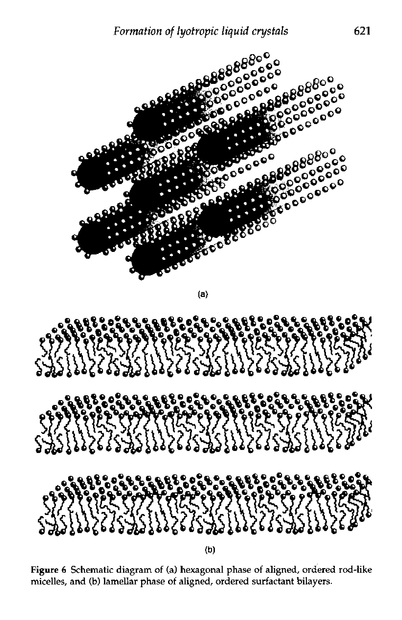 Figure 6 Schematic diagram of (a) hexagonal phase of aligned, ordered rod-like micelles, and (b) lamellar phase of aligned, ordered surfactant bilayers.