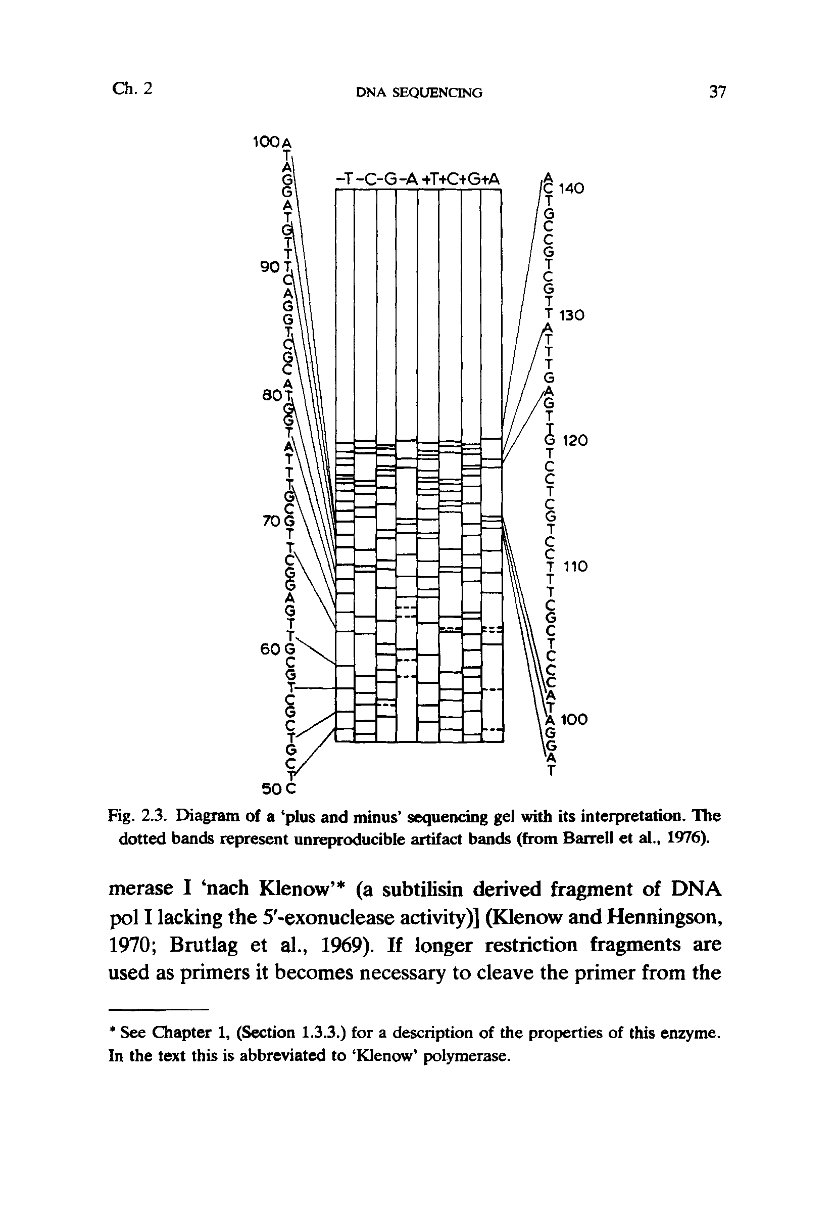 Fig. 2.3. Diagram of a plus and minus sequencing gel with its interpretation. The dotted bands represent umeproducible artifact bands (from Barrell et al., 1976).