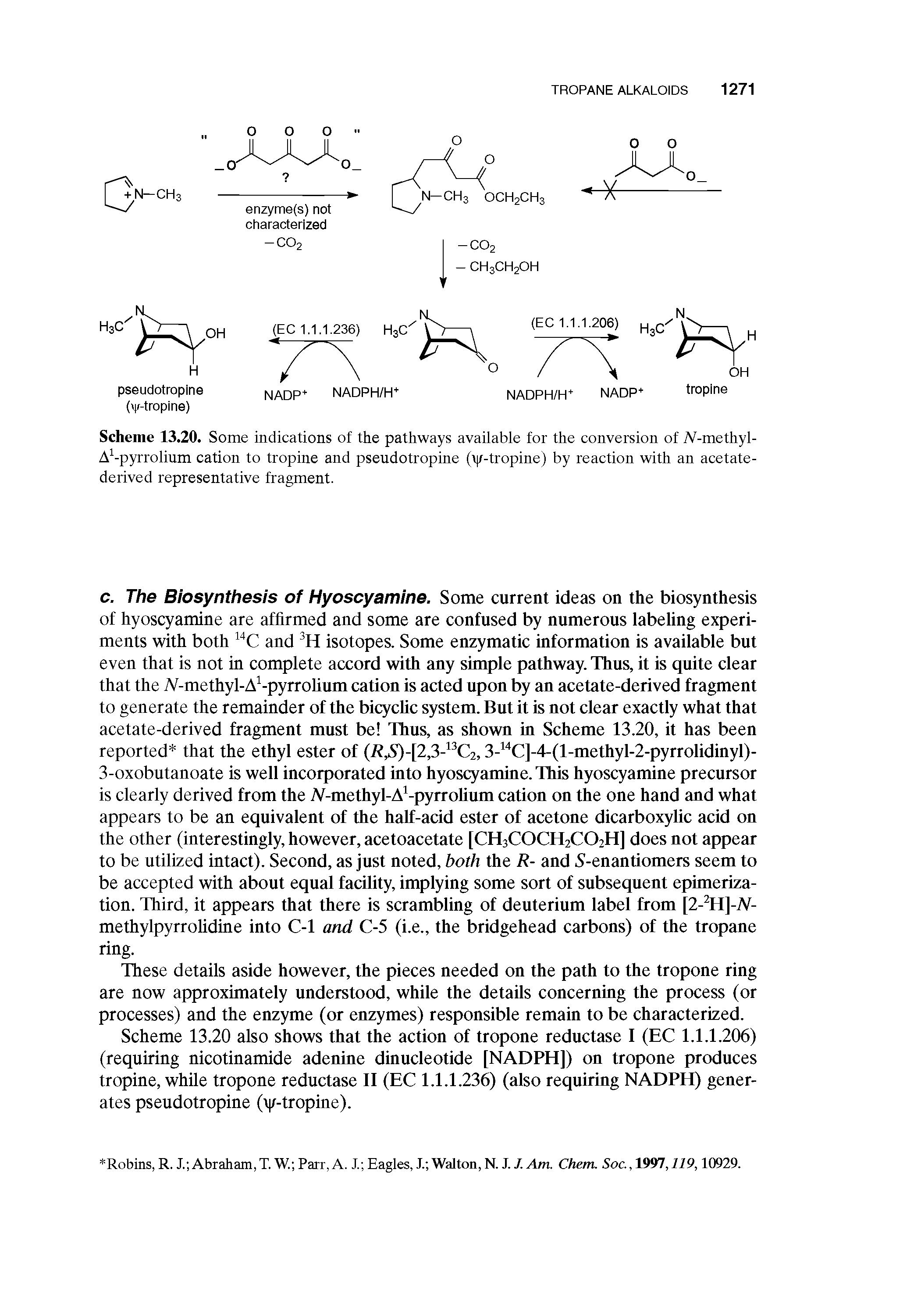 Scheme 13.20. Some indications of the pathways available for the conversion of Af-methyl-A -pyrrolium cation to tropine and pseudotropine ( r-tropine) by reaction with an acetate-derived representative fragment.
