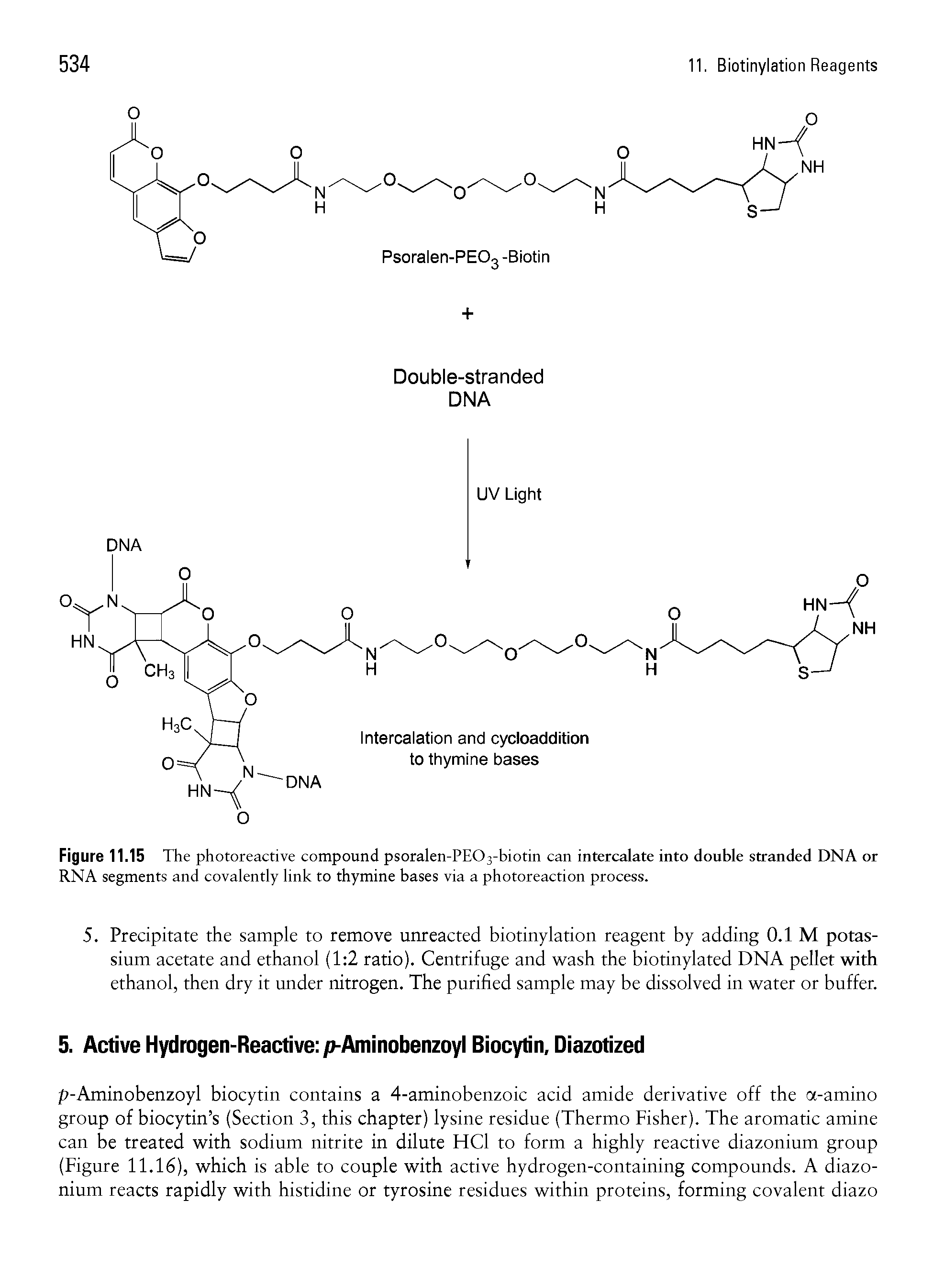 Figure 11.15 The photoreactive compound psoralen-PEC>3-biotin can intercalate into double stranded DNA or RNA segments and covalently link to thymine bases via a photoreaction process.