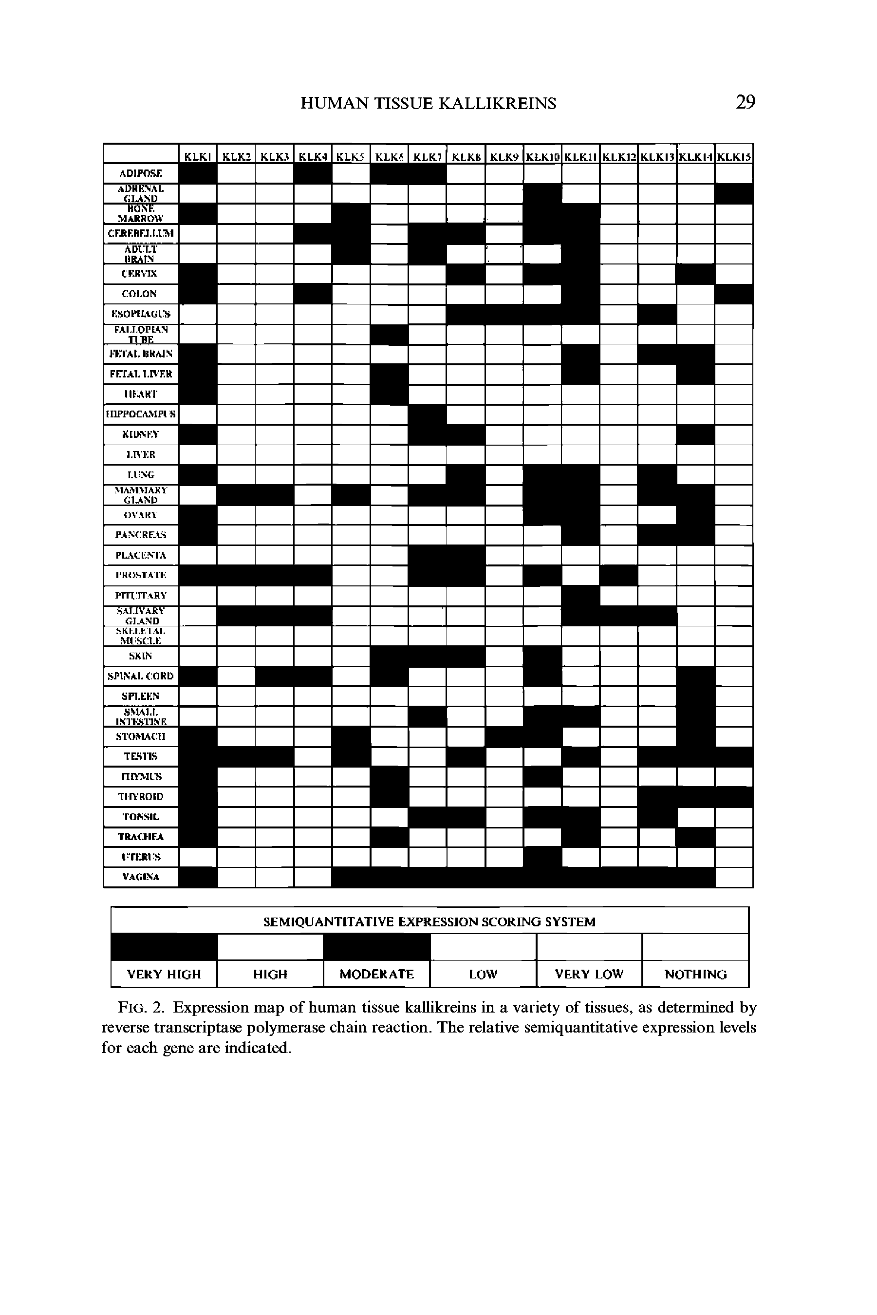 Fig. 2. Expression map of human tissue kallikreins in a variety of tissues, as determined by reverse transcriptase polymerase chain reaction. The relative semiquantitative expression levels for each gene are indicated.