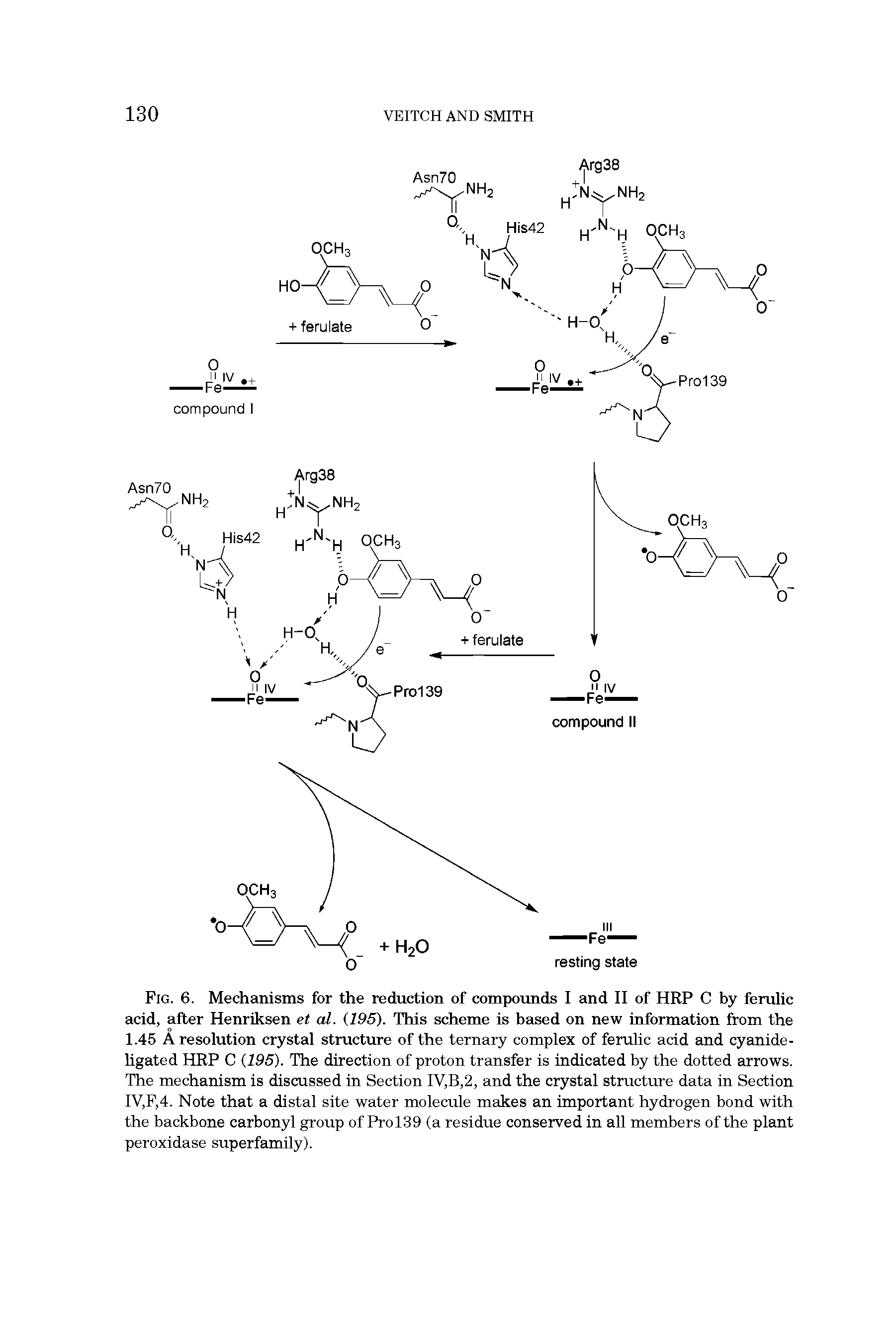 Fig. 6. Mechanisms for the reduction of compounds I and II of HRP C by ferulic acid, after Henriksen et al. 195). This scheme is based on new information from the 1.45 A resolution crystal structure of the ternary complex of ferulic acid and cyanide-ligated HRP C 195). The direction of proton transfer is indicated by the dotted arrows. The mechanism is discussed in Section IV,B,2, and the crystal structure data in Section IV,F,4. Note that a distal site water molecule makes an important hydrogen bond with the backbone carbonyl group of Prol39 (a residue conserved in all members of the plant peroxidase superfamily).
