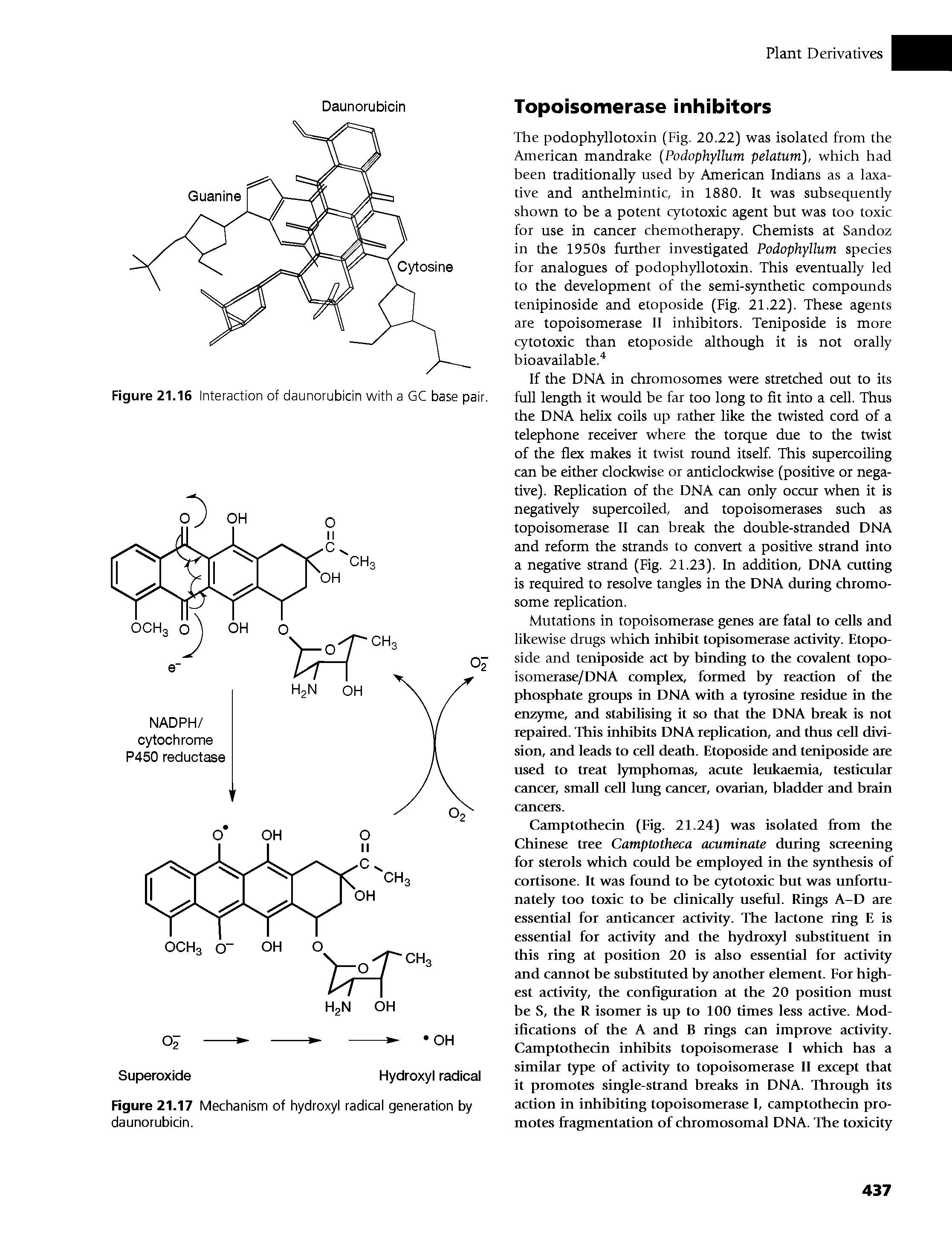 Figure 21.17 Mechanism of hydroxyl radical generation by daunorubicin.