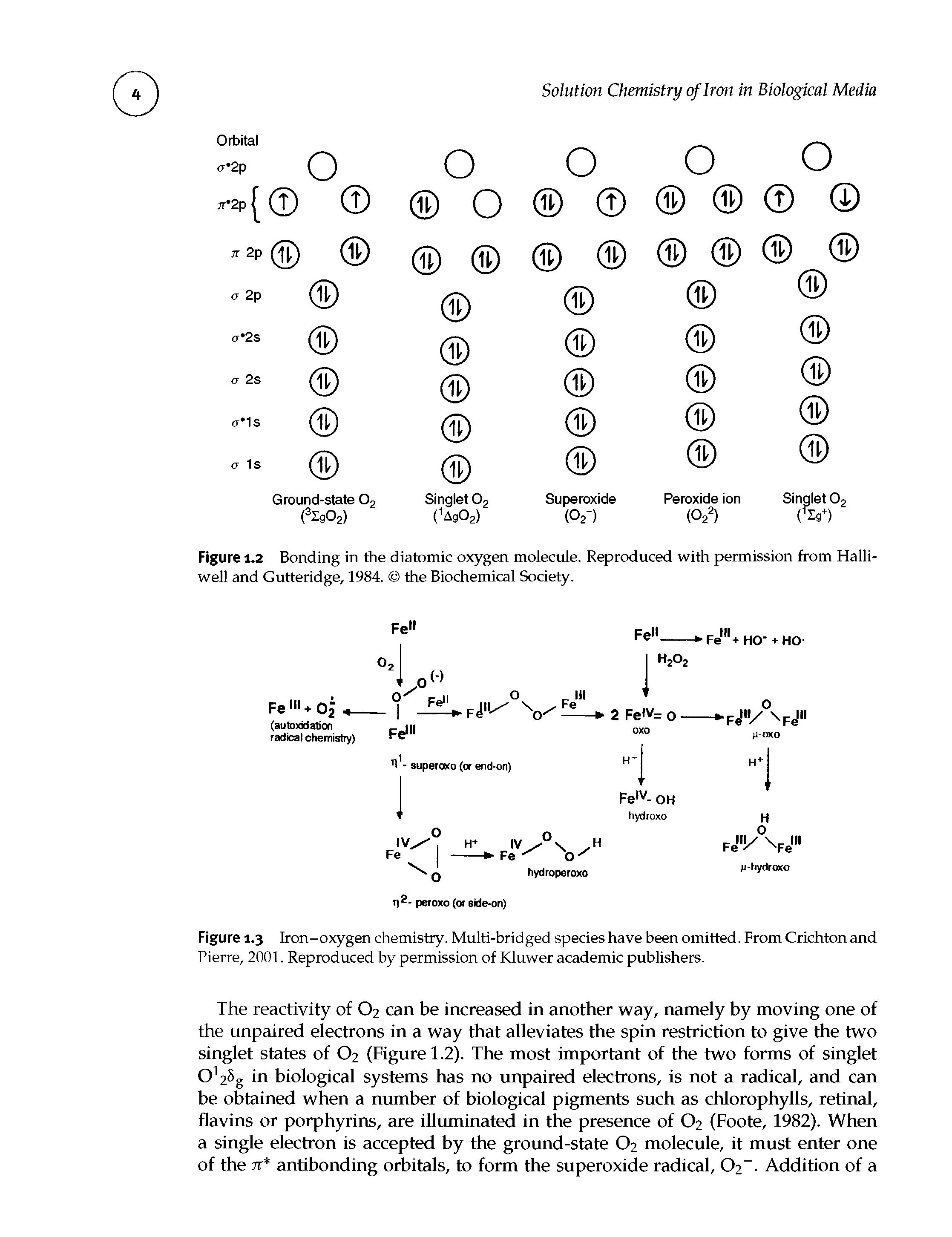 Figure 1.2 Bonding in the diatomic oxygen molecule. Reproduced with permission from Halli-well and Gutteridge, 1984. the Biochemical Society.