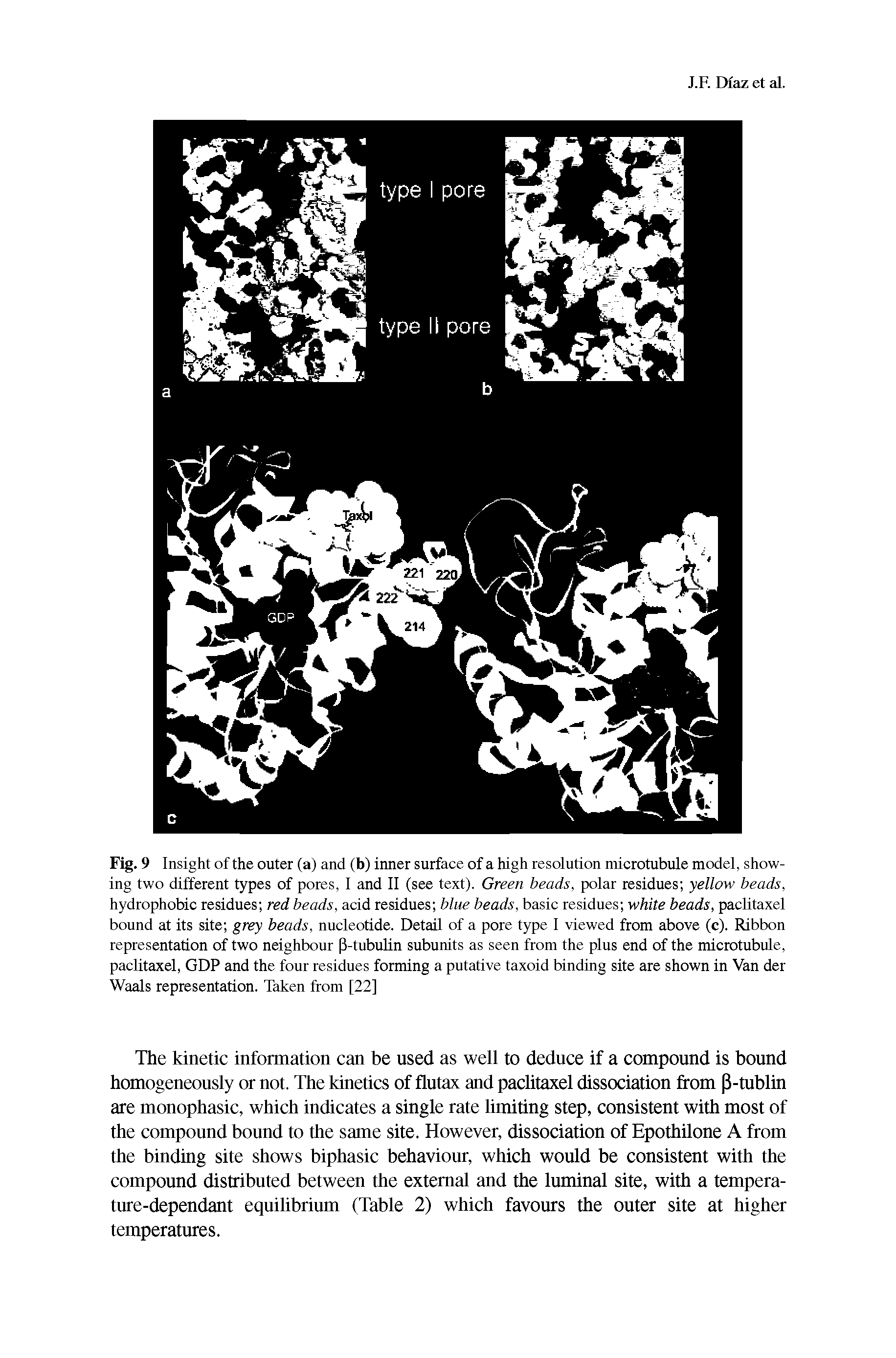 Fig. 9 Insight of the outer (a) and (b) inner surface of a high resolution microtubule model, showing two different types of pores, I and II (see text). Green beads, polar residues yellow beads, hydrophobic residues red beads, acid residues blue beads, basic residues white beads, paclitaxel bound at its site grey beads, nucleotide. Detail of a pore type I viewed from above (c). Ribbon representation of two neighbour P-tubulin subunits as seen from the plus end of the microtubule, paclitaxel, GDP and the four residues forming a putative taxoid binding site are shown in Van der Waals representation. Taken from [22]...