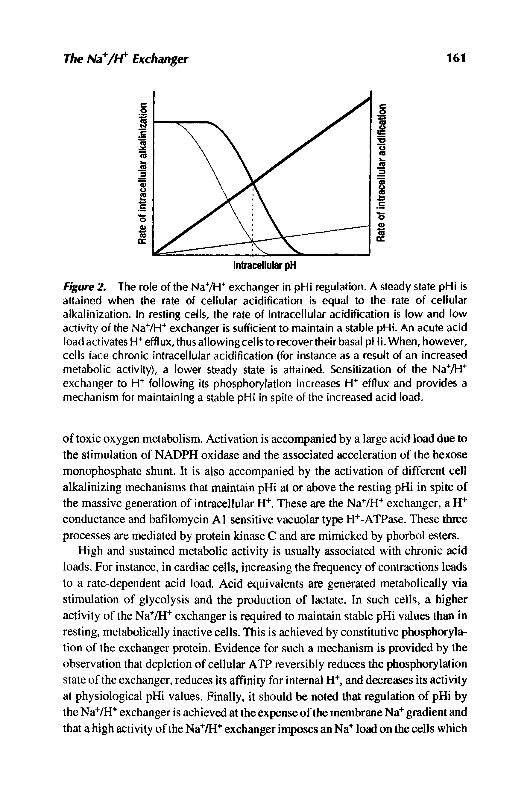 Figure 2. The role of the Na+/H+ exchanger in pHi regulation. A steady state pHi is attained when the rate of cellular acidification is equal to the rate of cellular alkalinization. In resting cells, the rate of intracellular acidification is low and low activity of the Na+/H+ exchanger is sufficient to maintain a stable pHi. An acute acid load activates H+ efflux, thus allowing cel Is to recover their basal pHi. When, however, cells face chronic intracellular acidification (for instance as a result of an increased metabolic activity), a lower steady state is attained. Sensitization of the Na+/H+ exchanger to H+ following its phosphorylation increases H+ efflux and provides a mechanism for maintaining a stable pHi in spite of the increased acid load.