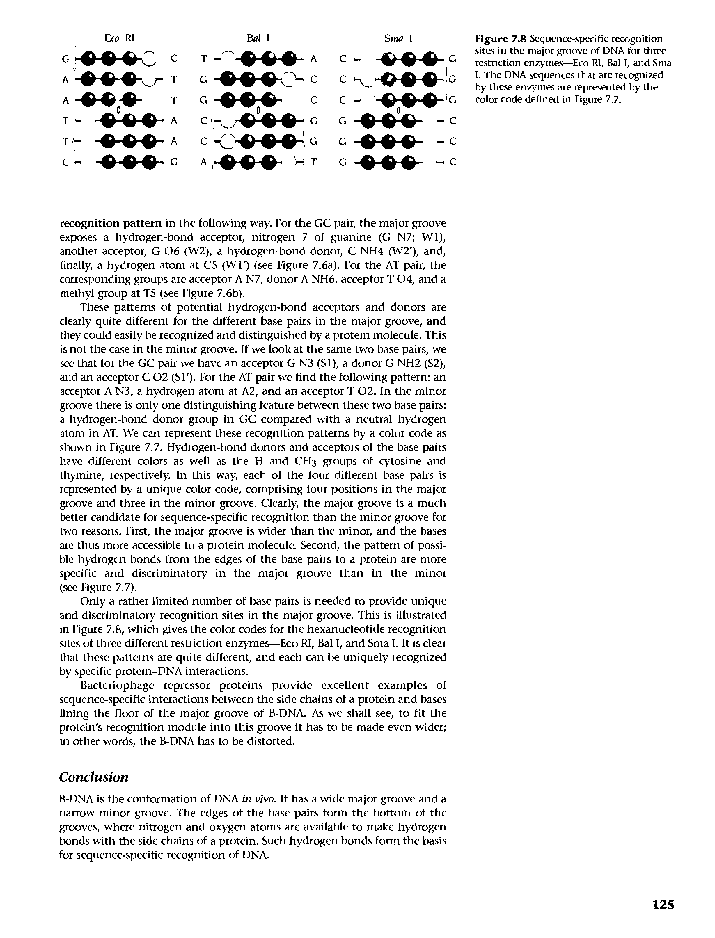 Figure 7.8 Sequence-specific recognition sites in the major groove of DNA for three restriction enzymes—Eco RI, Bal I, and Sma I. The DNA sequences that are recognized by these enzymes ate represented by tbe color code defined in Figure 7.7.