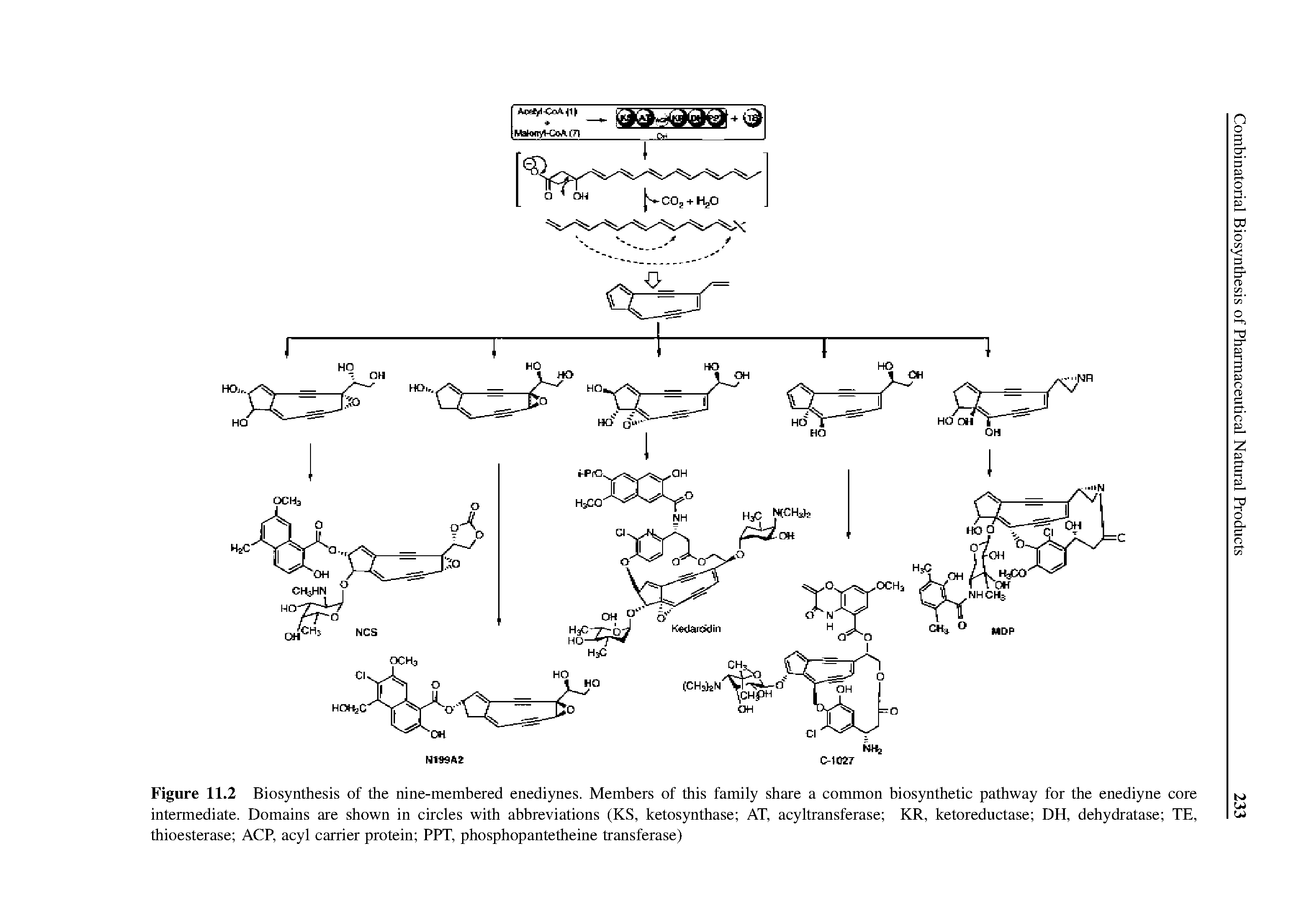 Figure 11.2 Biosynthesis of the nine-membered enediynes. Members of this family share a common biosynthetic pathway for the enediyne core intermediate. Domains are shown in circles with abbreviations (KS, ketosynthase AT, acyltransferase KR, ketoreductase DH, dehydratase TE, thioesterase ACP, acyl carrier protein PPT, phosphopantetheine transferase)...