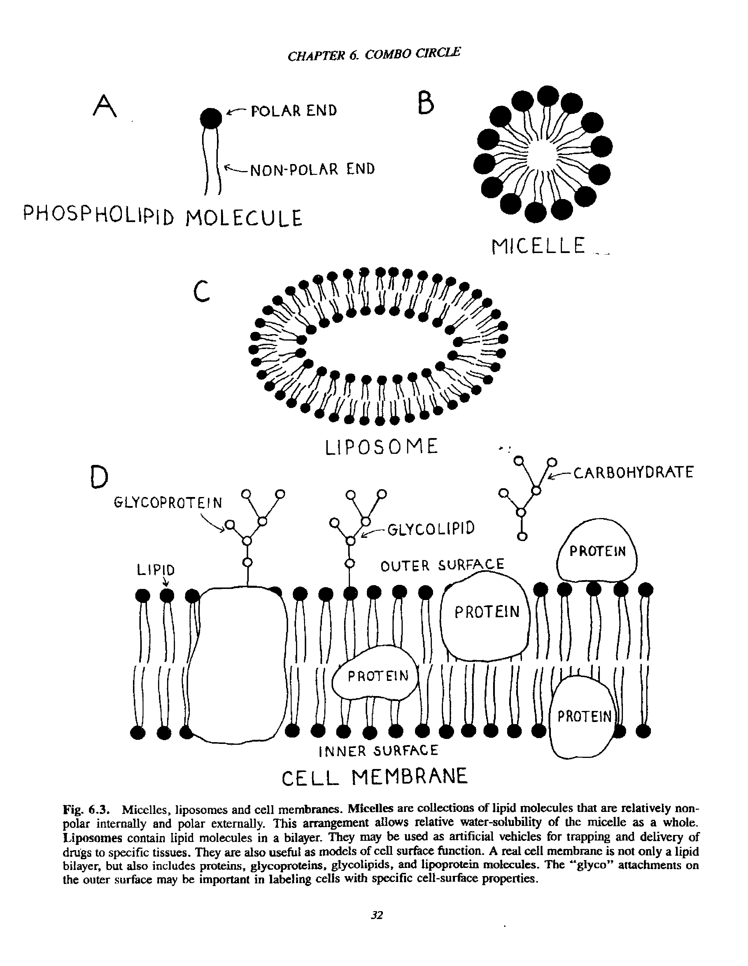 Fig. 6.3. Micelles, liposomes and cell membranes. Micelles are collections of lipid molecules that are relatively nonpolar internally and polar externally. This arrangement allows relative water-solubility of the micelle as a whole. Liposomes contain lipid molecules in a bilayer. They may be used as artificial vehicles for trapping and delivery of drugs to specific tissues. They are also useful as models of cell surfiice function. A real cell membrane is not only a lipid bilaycr, but also includes proteins, glycoproteins, glycolipids, and lipoprotein molecules. The glyco attachments on the outer surface may be important in labeling cells with specific cell-surfece properties.
