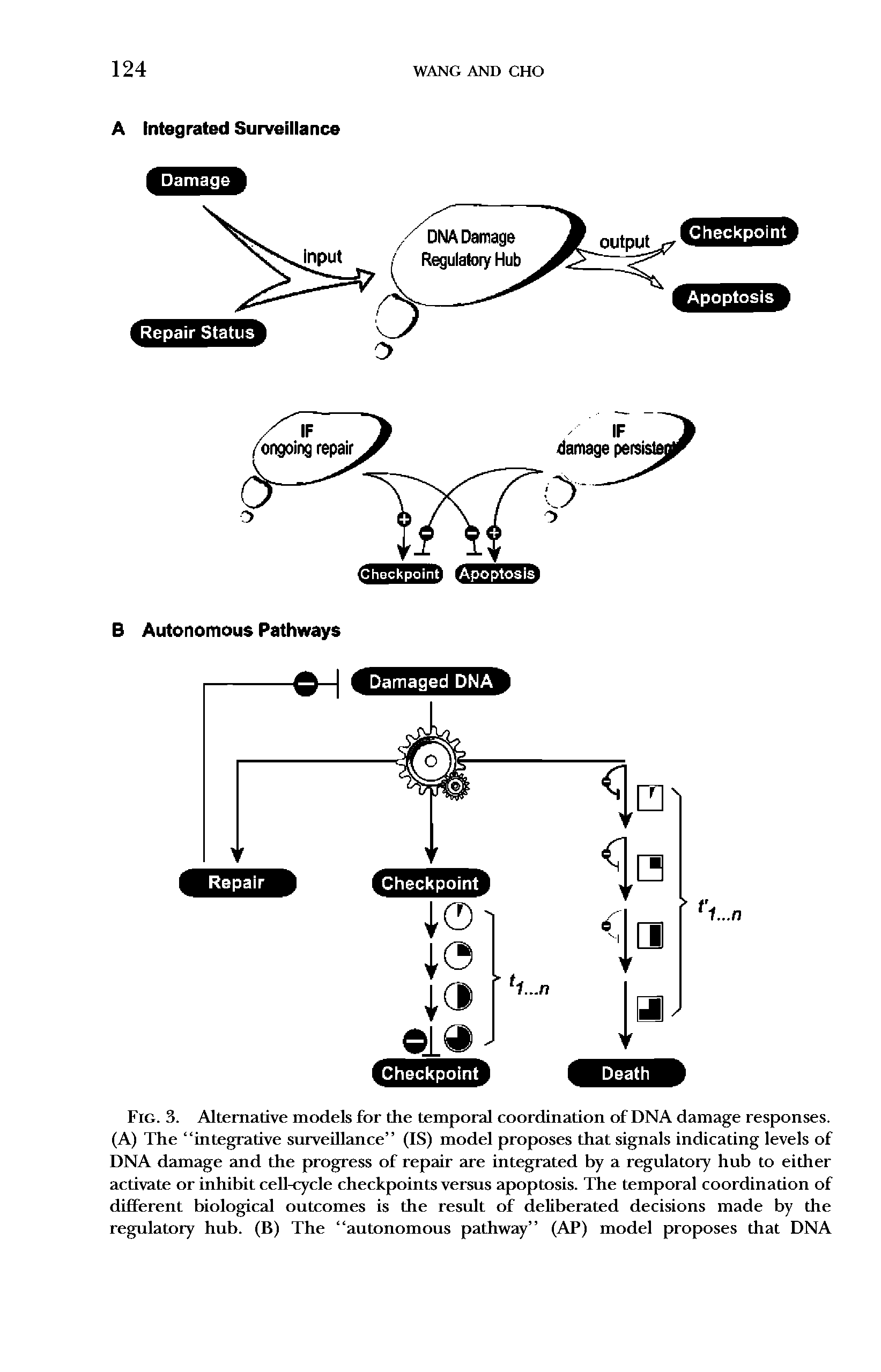 Fig. 3. Alternative models for the temporal coordination of DNA damage responses. (A) The integrative surveillance (IS) model proposes that signals indicating levels of DNA damage and the progress of repair are integrated by a regulatory hub to either activate or inhibit cell-cycle checkpoints versus apoptosis. The temporal coordination of different biological outcomes is the result of deliberated decisions made by the regulatory hub. (B) The autonomous pathway (AP) model proposes that DNA...
