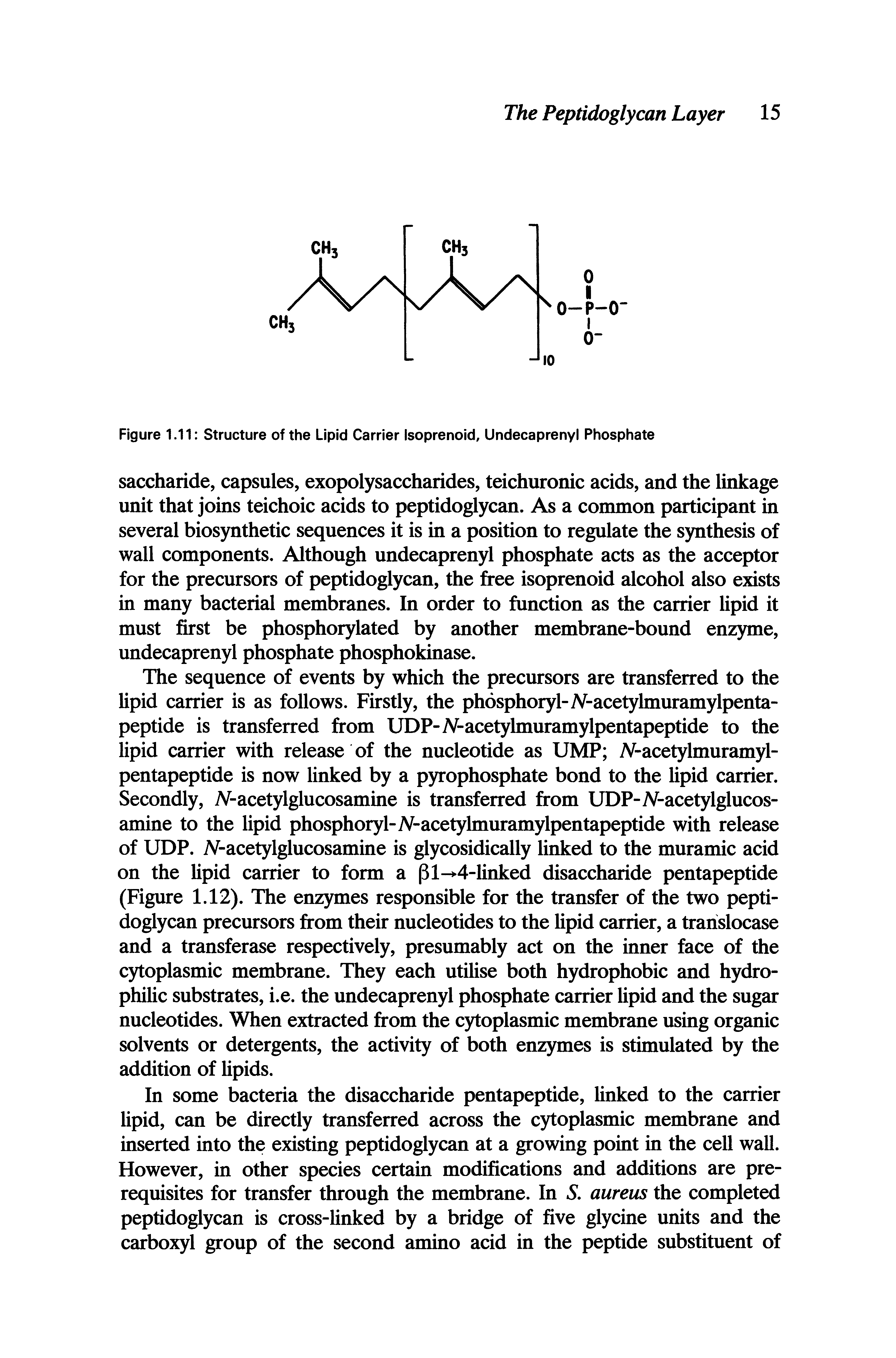 Figure 1.11 Structure of the Lipid Carrier Isoprenoid, Undecaprenyl Phosphate...