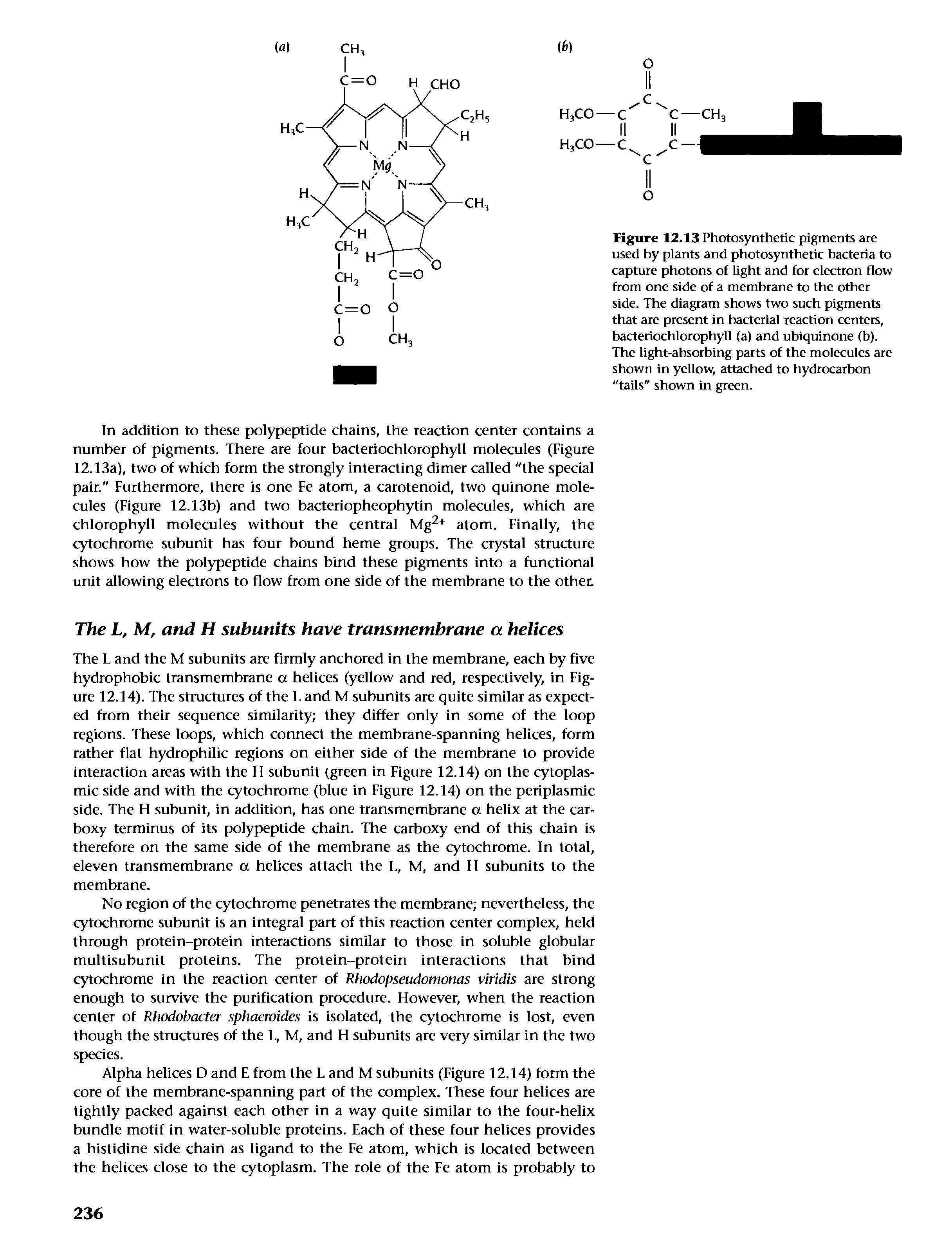 Figure 12.13 Photosynthetic pigments are used hy plants and photosynthetic bacteria to capture photons of light and for electron flow from one side of a membrane to the other side. The diagram shows two such pigments that are present in bacterial reaction centers, bacteriochlorophyll (a) and ubiquinone (b). The light-absorbing parts of the molecules are shown in yellow, attached to hydrocarbon "tails" shown in green.