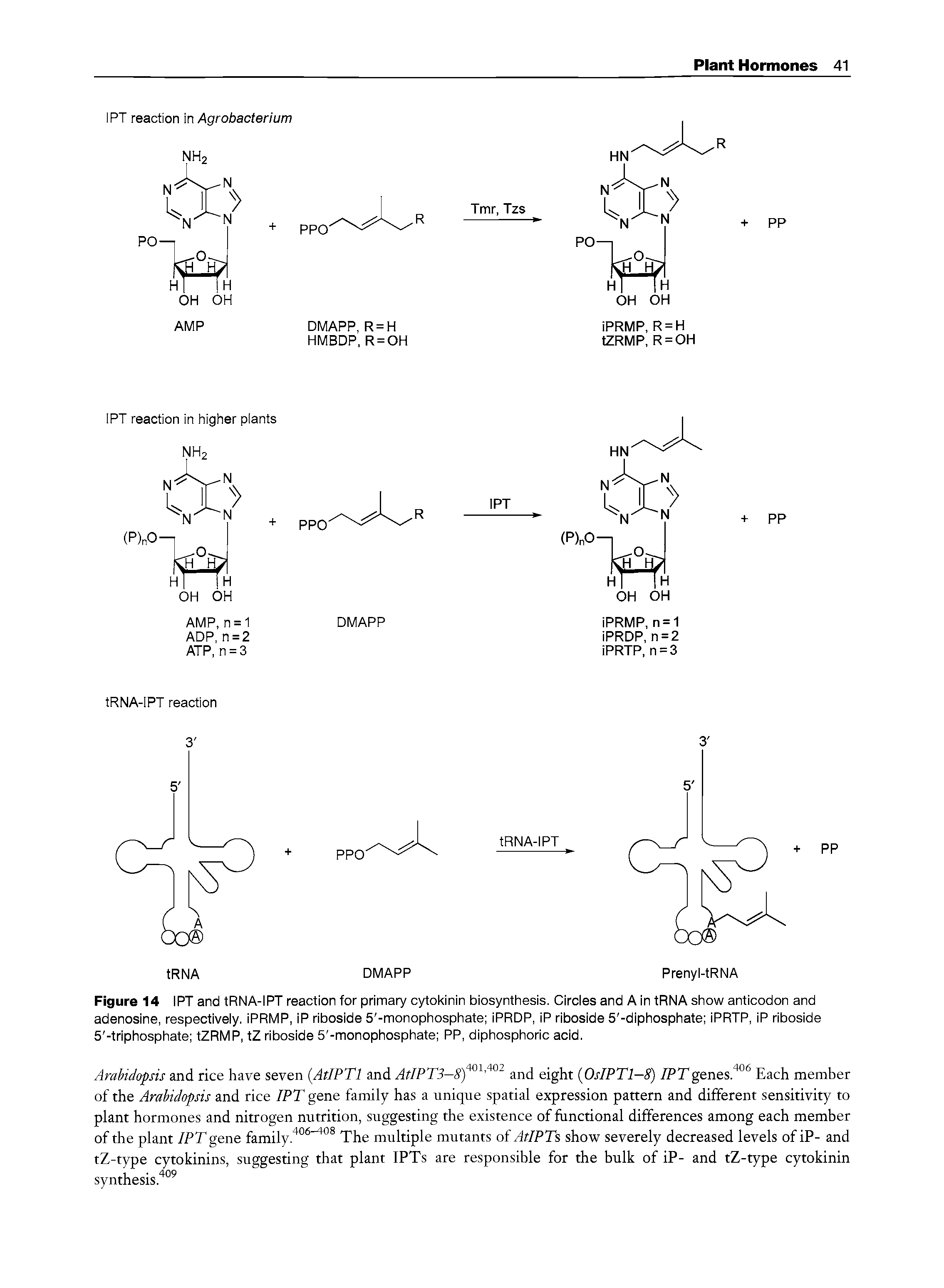 Figure 14 IPT and tRNA-IPT reaction for primary cytokinin biosynthesis. Circles and A in tRNA show anticodon and adenosine, respectively. iPRMP, iP riboside 5 -monophosphate iPRDP, iP riboside 5 -diphosphate iPRTP, iP riboside 5 -triphosphate tZRMP, tZ riboside 5 -monophosphate PP, diphosphoric acid.