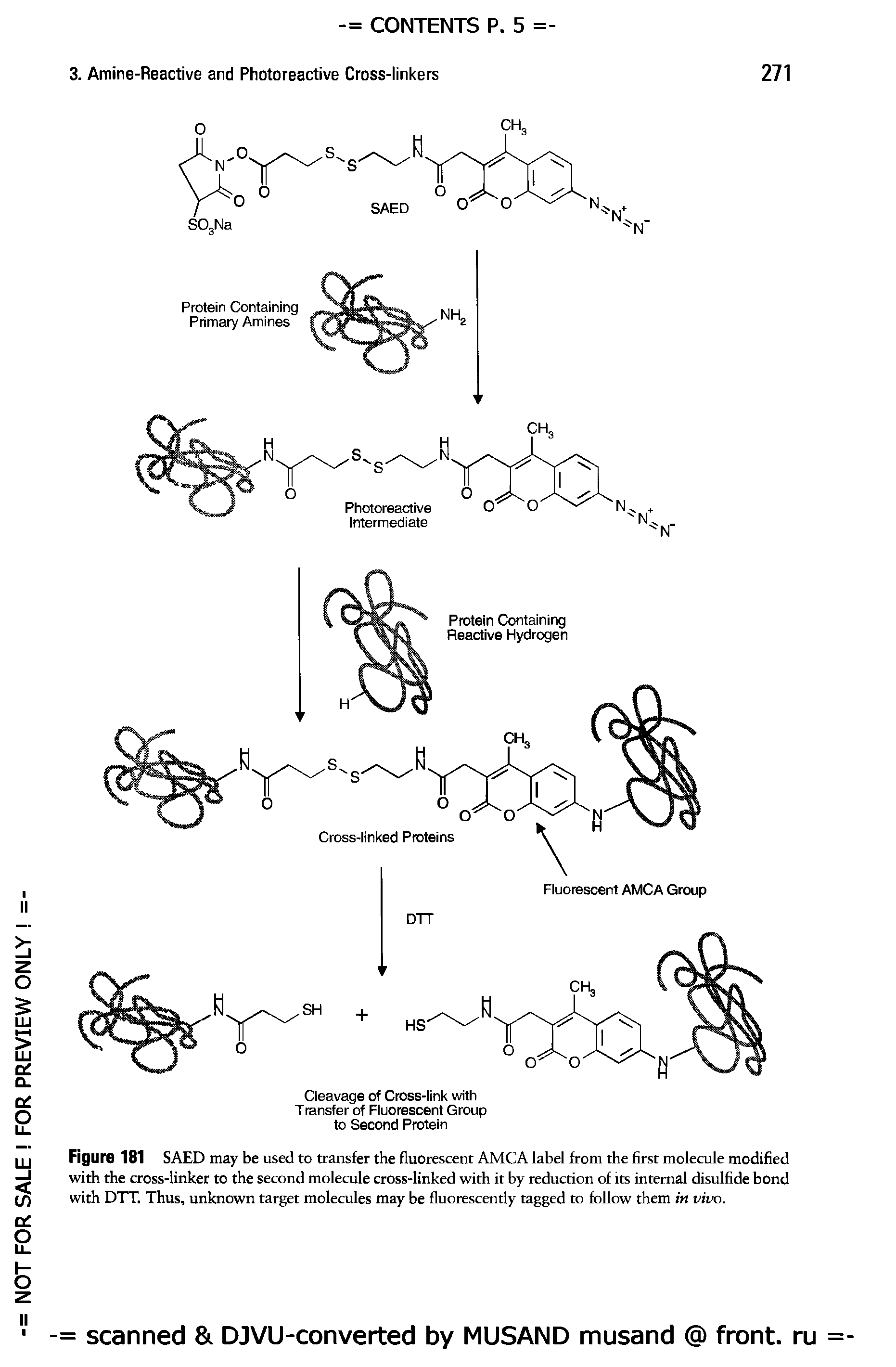 Figure 181 SAED may be used to transfer the fluorescent AMCA label from the first molecule modified with the cross-linker to the second molecule cross-linked with it by reduction of its internal disulfide bond with DTT. Thus, unknown target molecules may be fluorescently tagged to follow them in vivo.