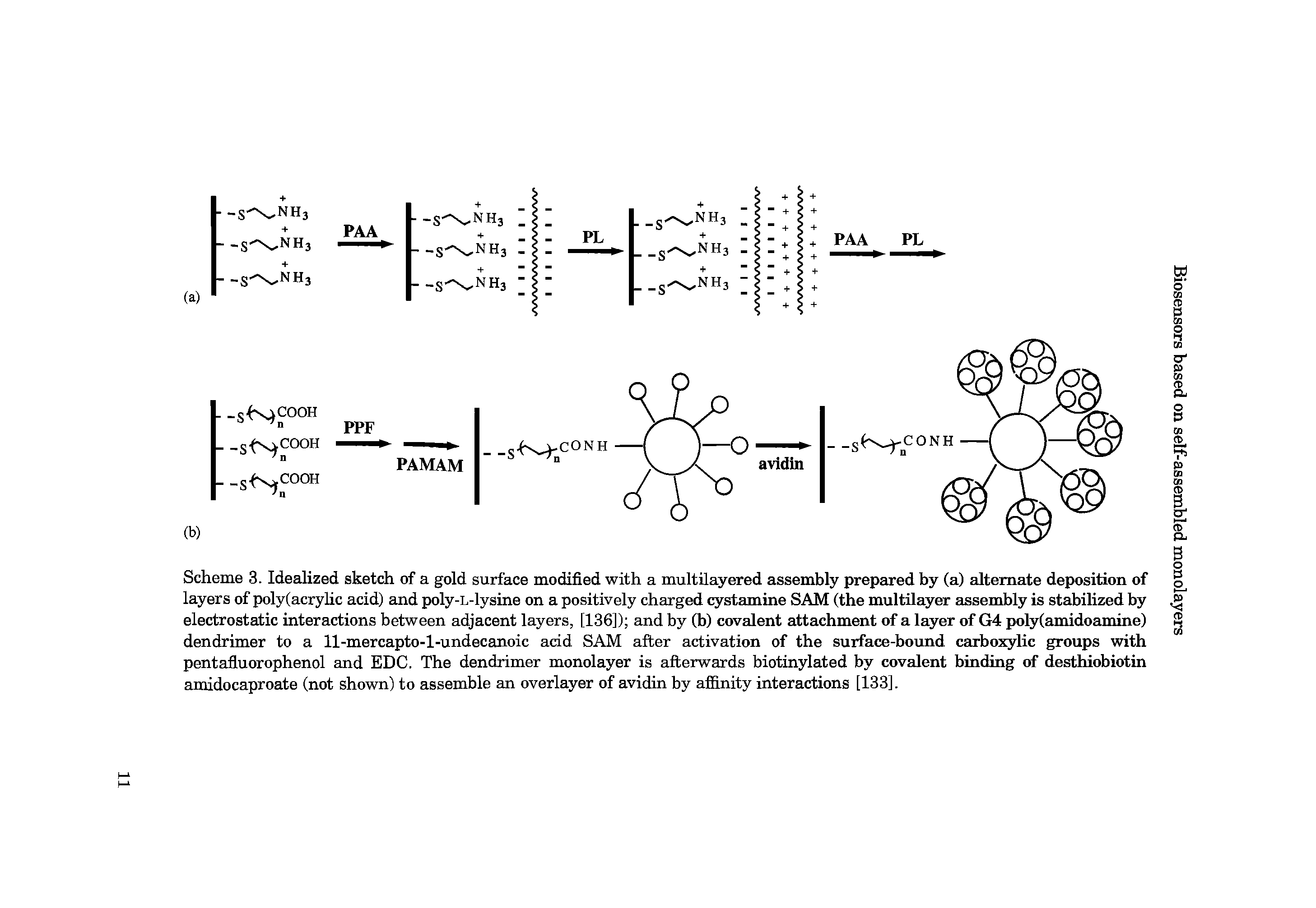 Scheme 3. Idealized sketch of a gold surface modified with a multilayered assembly prepared by (a) alternate deposition of layers of poly(acryhc acid) and poly-L-lysine on a positively charged cystamine SAM (the multilayer assembly is stabilized by electrostatic interactions between adjacent layers, [136]) and by (b) covalent attachment of a layer of G4 poly(amidoamine) dendrimer to a 11-mercapto-l-undecanoic acid SAM after activation of the surface-bound cEirboxylic groups with pentafiuorophenol and EDC. The dendrimer monolayer is afterwards biotinylated by covalent binding of desthiobiotin amidocaproate (not shown) to assemble an overlayer of avidin by affinity interactions [133].