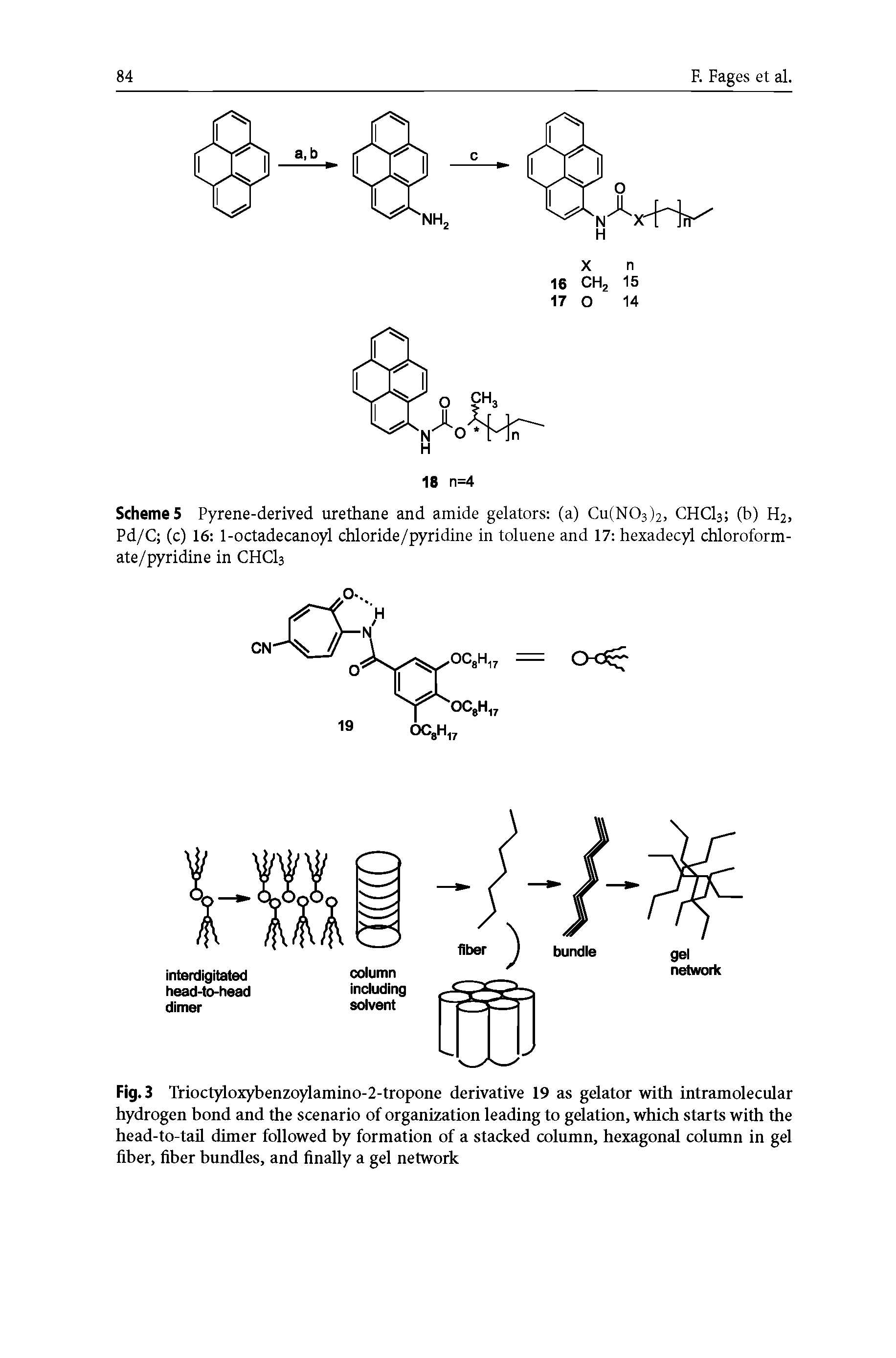 Fig. 3 Trioctyloxybenzoylamino-2-tropone derivative 19 as gelator with intramolecular hydrogen bond and the scenario of organization leading to gelation, which starts with the head-to-tail dimer followed by formation of a stacked column, hexagonal column in gel fiber, fiber bundles, and finally a gel network...