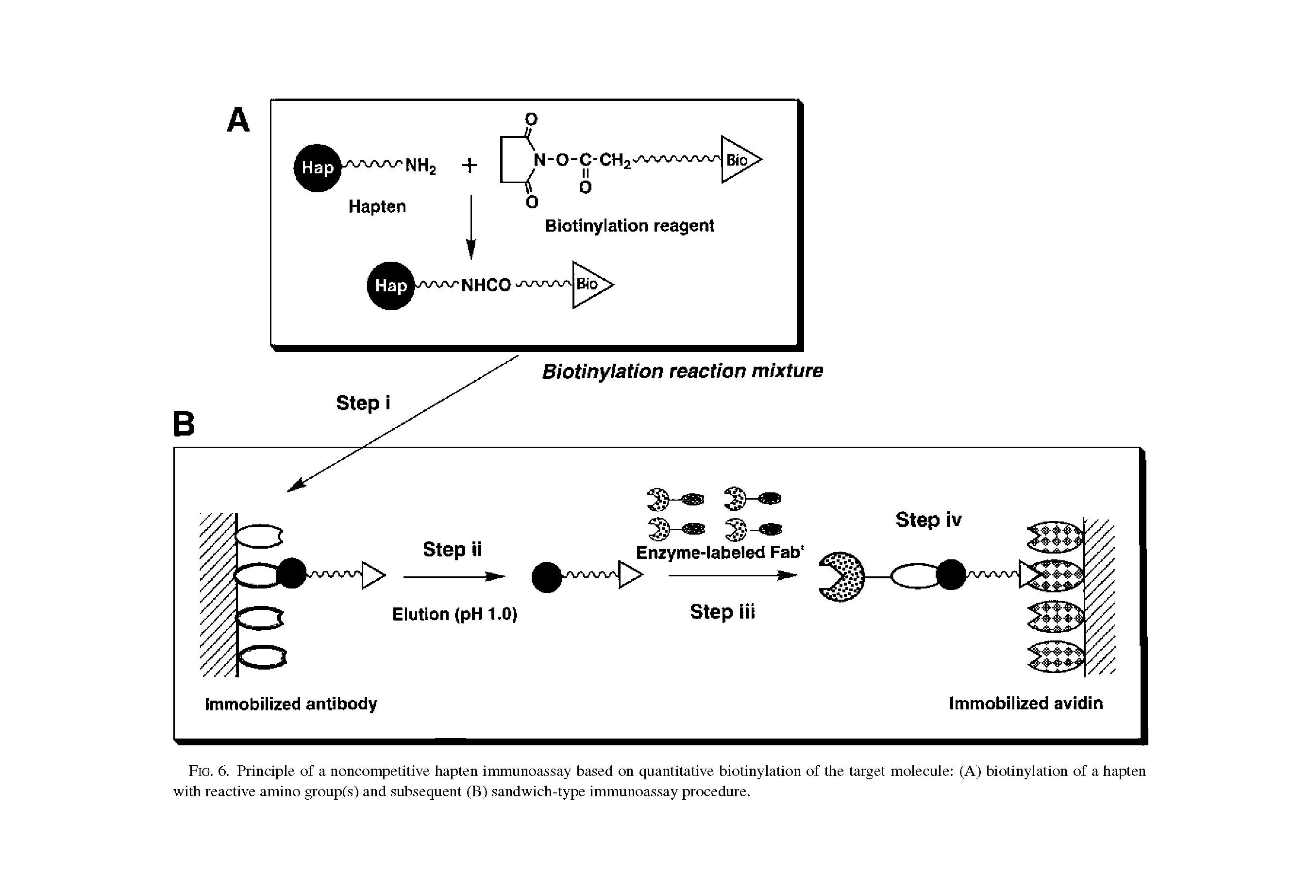 Fig. 6. Principle of a noncompetitive hapten immunoassay based on quantitative biotinylation of the target molecule (A) biotinylation of a hapten with reactive amino group(s) and subsequent (B) sandwich-type immunoassay procedure.