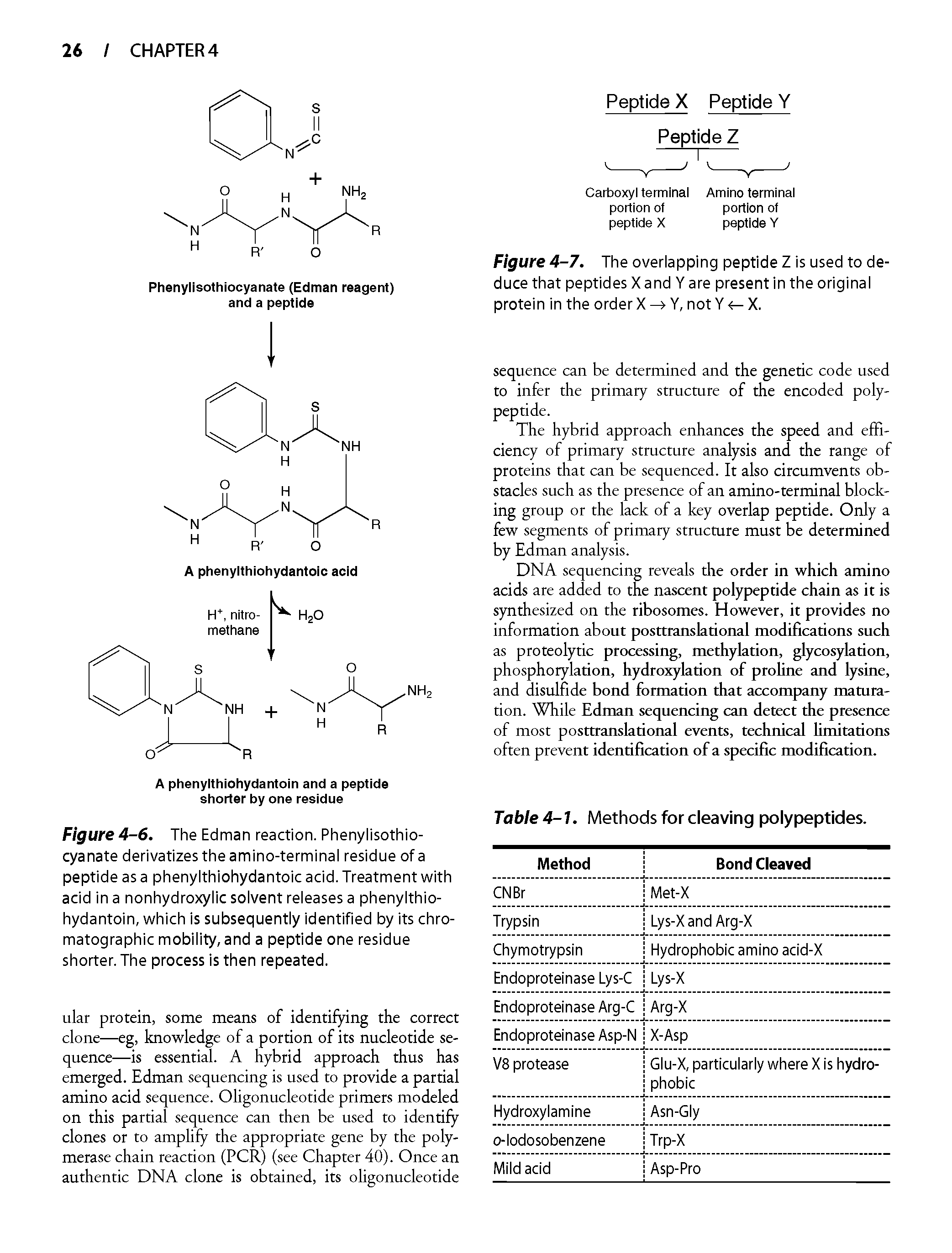 Figure 4-6. The Edman reaction. Phenylisothiocyanate derivatizes the amino-terminal residue of a peptide as a phenylthiohydantoic acid. Treatment with acid in a nonhydroxylic solvent releases a phenyithiohydantoin, which is subsequently identified by its chromatographic mobility, and a peptide one residue shorter. The process is then repeated.