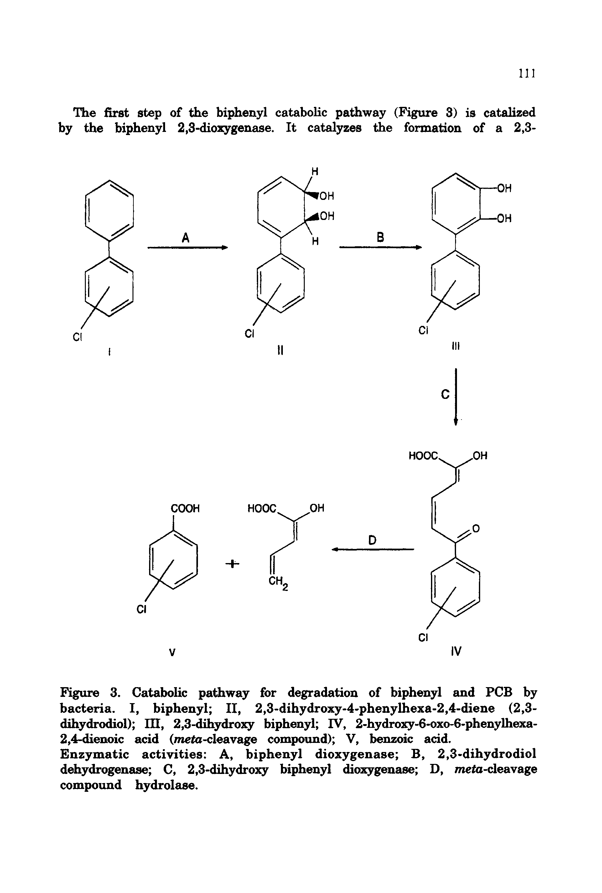 Figure 3. Catabolic pathway for degradation of biphenyl and PCB by bacteria. I, biphenyl II, 2,3-dihydroxy-4-phenylhexa-2,4-diene (2,3-dihydrodiol) HI, 2,3-dihydro] biphenyl IV, 2-hydroxy-6-oxo-6-phenylhexa-2,4-dienoic acid (meto-cleavage compound) V, benzoic add.