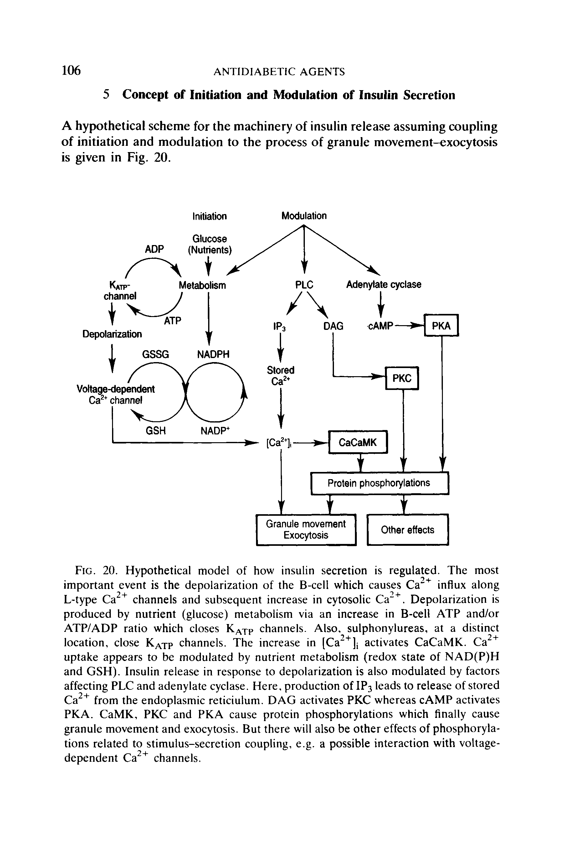 Fig. 20. Hypothetical model of how insulin secretion is regulated. The most important event is the depolarization of the B-cell which causes Ca"+ influx along L-type Ca2+ channels and subsequent increase in cytosolic Ca"+. Depolarization is produced by nutrient (glucose) metabolism via an increase in B-cell ATP and/or ATP/ADP ratio which closes KAXP channels. Also, sulphonylureas, at a distinct location, close KATP channels. The increase in [Ca2+]j activates CaCaMK. Ca2+ uptake appears to be modulated by nutrient metabolism (redox state of NAD(P)H and GSH). Insulin release in response to depolarization is also modulated by factors affecting PLC and adenylate cyclase. Here, production of IP3 leads to release of stored Ca2+ from the endoplasmic reticiulum. DAG activates PKC whereas cAMP activates PKA. CaMK, PKC and PKA cause protein phosphorylations which finally cause granule movement and exocytosis. But there will also be other effects of phosphorylations related to stimulus-secretion coupling, e.g. a possible interaction with voltage-dependent Ca2+ channels.
