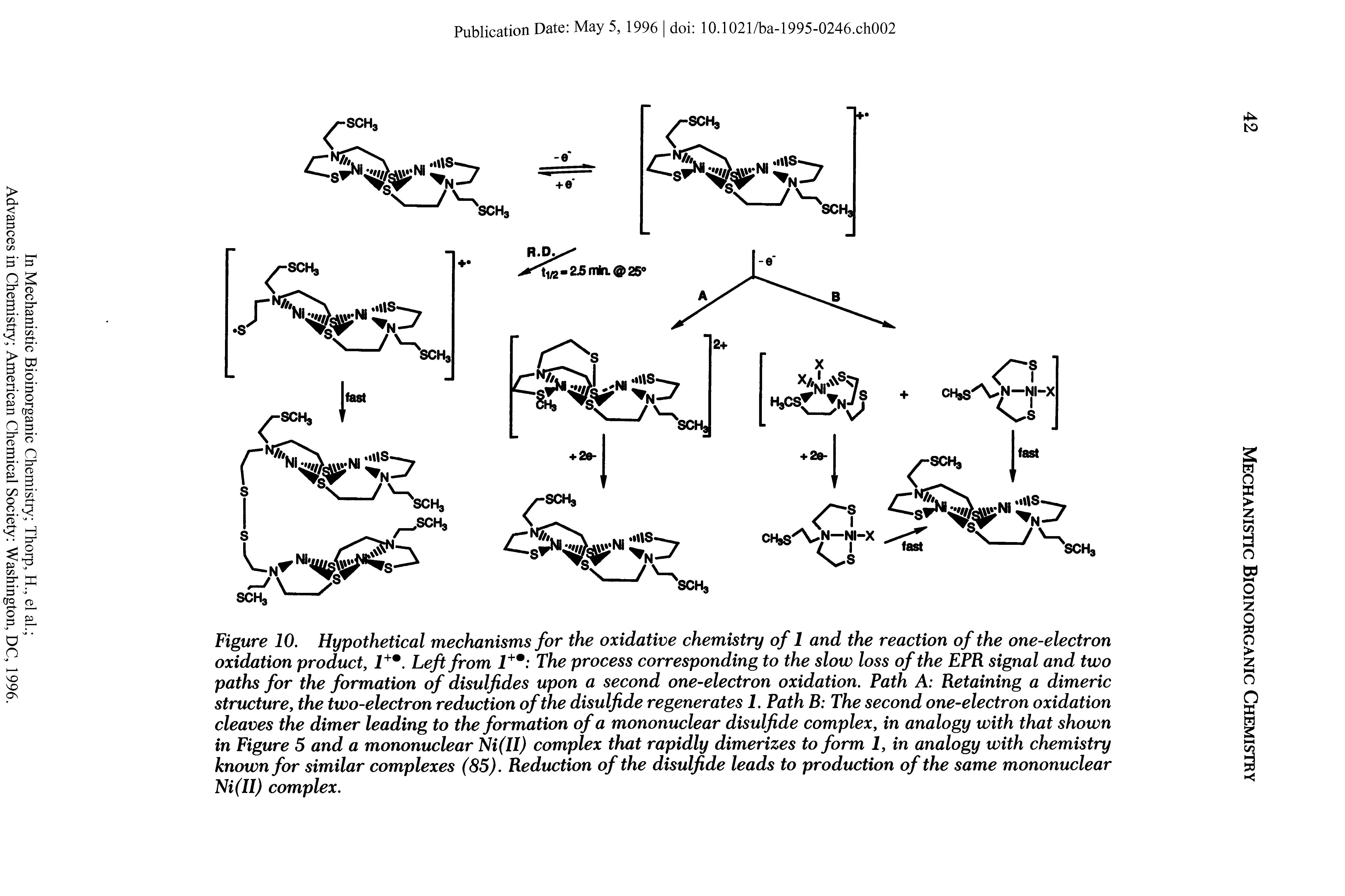 Figure 10. Hypothetical mechanisms for the oxidative chemistry ofl and the reaction of the one-electron oxidation product, l+m. Left from l+% The process corresponding to the slow loss of the EPR signal and two paths for the formation of disulfides upon a second one-electron oxidation. Path A Retaining a dimeric structure, the two-electron reduction of the disulfide regenerates 1. Path B The second one-electron oxidation cleaves the dimer leading to the formation of a mononuclear disulfide complex, in analogy with that shown in Figure 5 and a mononuclear Ni(II) complex that rapidly dimerizes to form 2, in analogy with chemistry known for similar complexes (85). Reduction of the disulfide leads to production of the same mononuclear Ni(II) complex.
