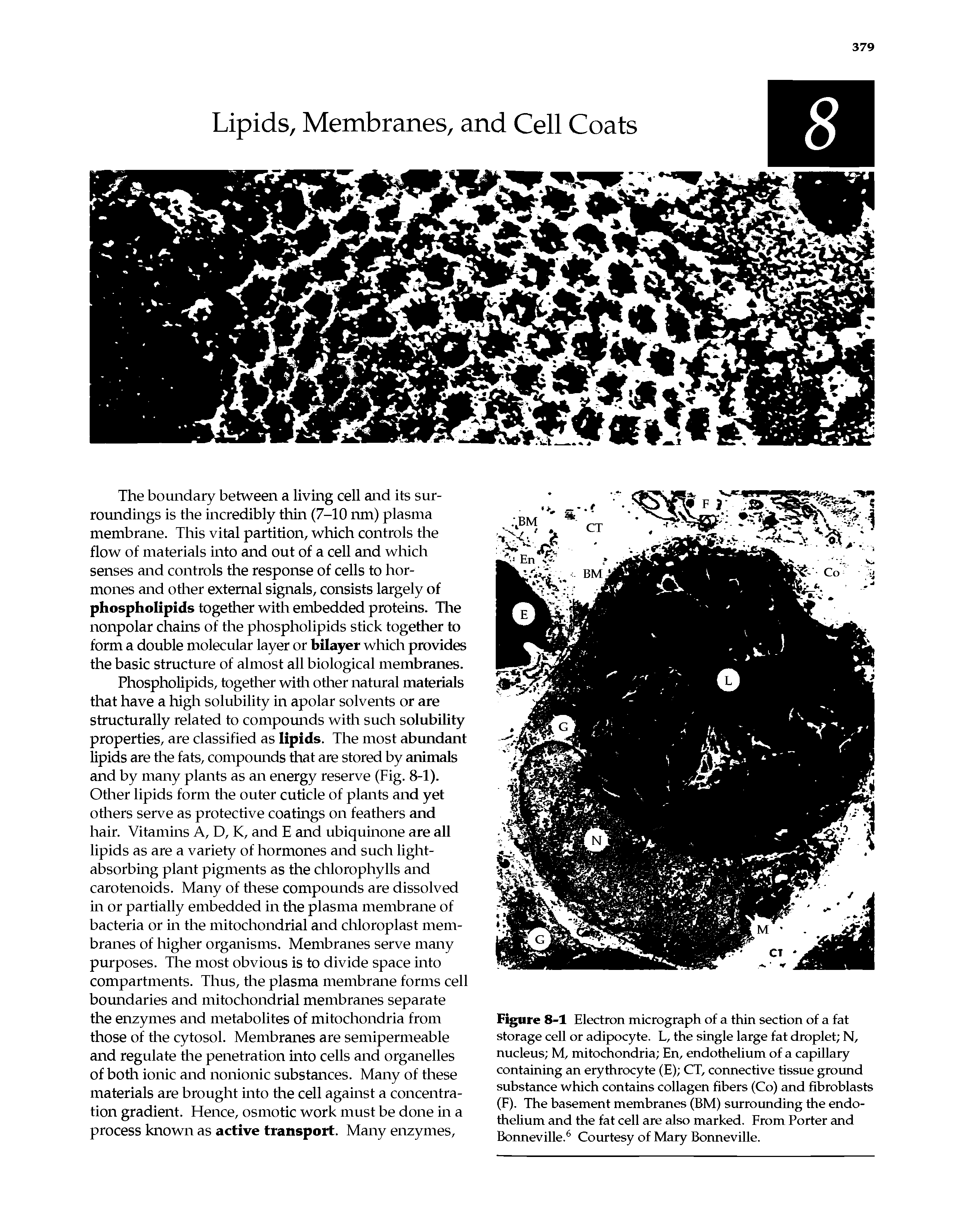 Figure 8-1 Electron micrograph of a thin section of a fat storage cell or adipocyte. L, the single large fat droplet N, nucleus M, mitochondria En, endothelium of a capillary containing an erythrocyte (E) CT, connective tissue ground substance which contains collagen fibers (Co) and fibroblasts (F). The basement membranes (BM) surrounding the endothelium and the fat cell are also marked. From Porter and Bonneville.6 Courtesy of Mary Bonneville.