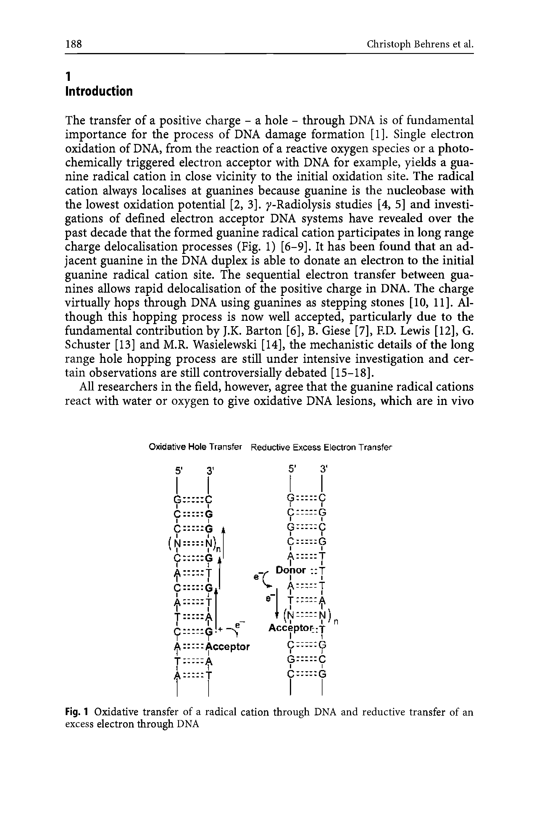 Fig. 1 Oxidative transfer of a radical cation through DNA and reductive transfer of an excess electron through DNA...