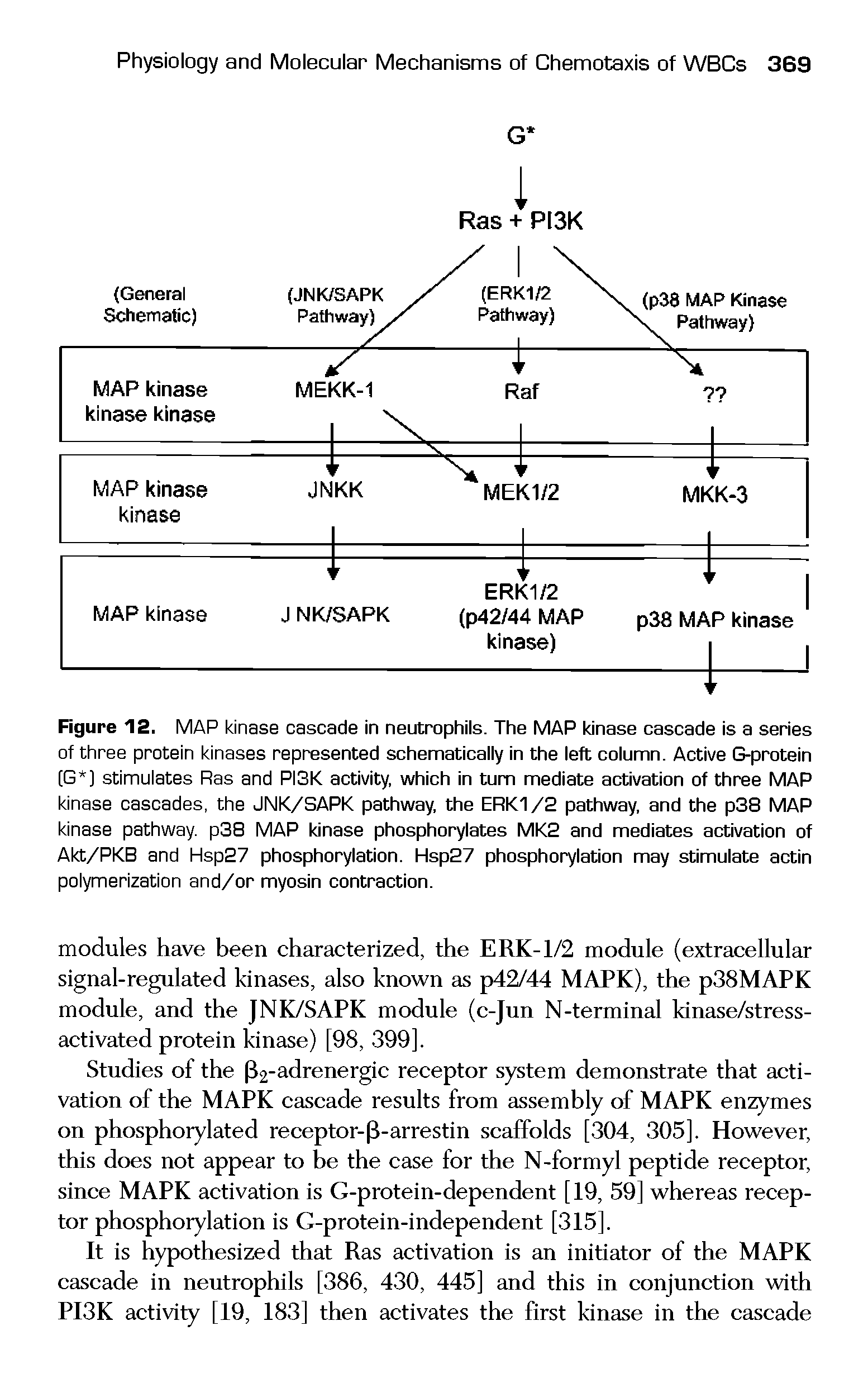 Figure 12. MAP kinase cascade in neutrophils. The MAP kinase cascade is a series of three protein kinases represented schematically in the left column. Active G-protein [G ] stimulates Ras and PI3K activity, which in turn mediate activation of three MAP kinase cascades, the JNK/SAPK pathway, the ERK1/2 pathway, and the p38 MAP kinase pathway. p38 MAP kinase phosphorylates MK2 and mediates activation of Akt/PKB and Hsp27 phosphorylation. Hsp27 phosphorylation may stimulate actin polymerization and/or myosin contraction.