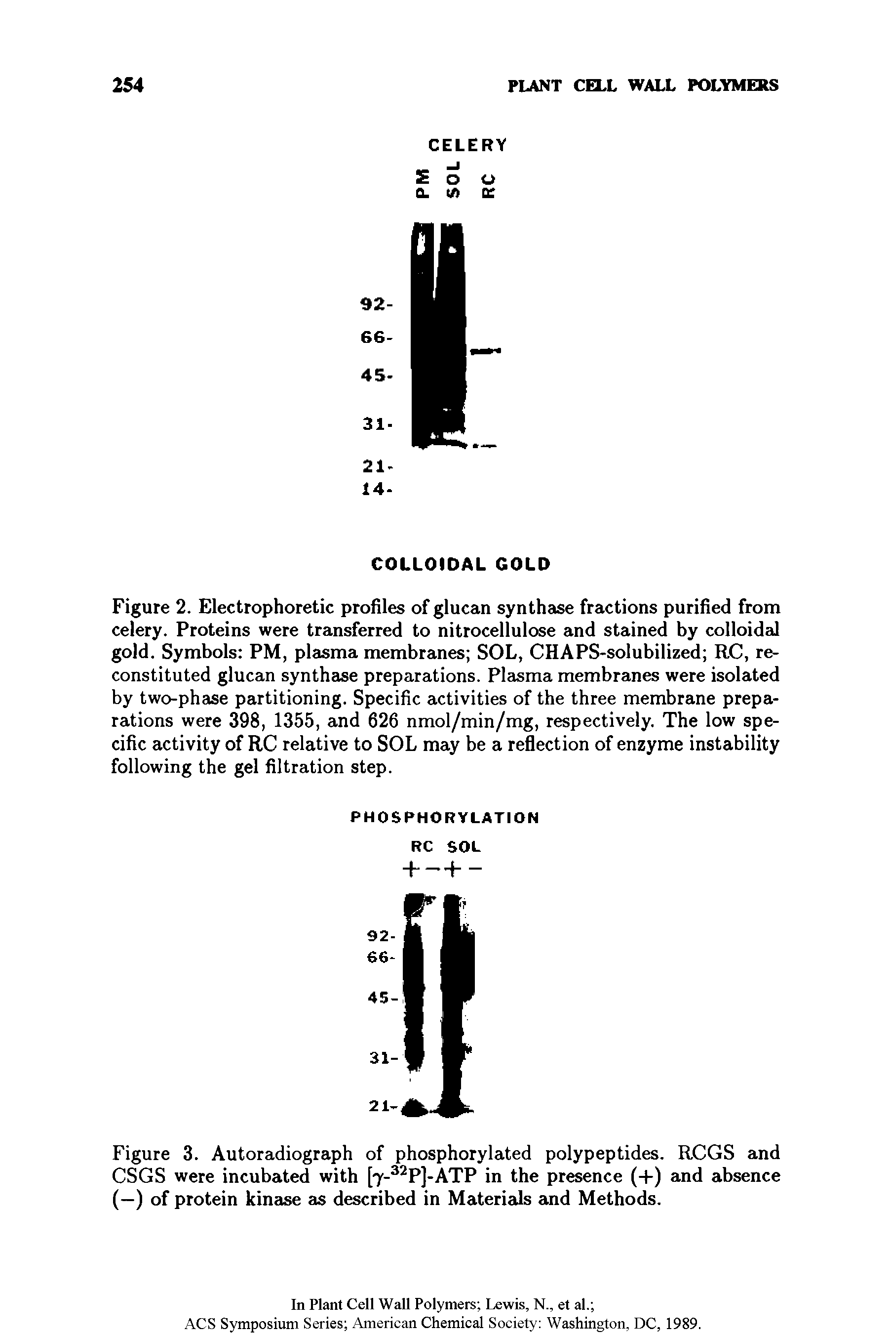 Figure 2. Electrophoretic profiles of glucan synthase fractions purified from celery. Proteins were transferred to nitrocellulose and stained by colloidal gold. Symbols PM, plasma membranes SOL, CHAPS-solubilized RC, reconstituted glucan synthase preparations. Plasma membranes were isolated by two-phase partitioning. Specific activities of the three membrane preparations were 398, 1355, and 626 nmol/min/mg, respectively. The low specific activity of RC relative to SOL may be a reflection of enzyme instability following the gel filtration step.