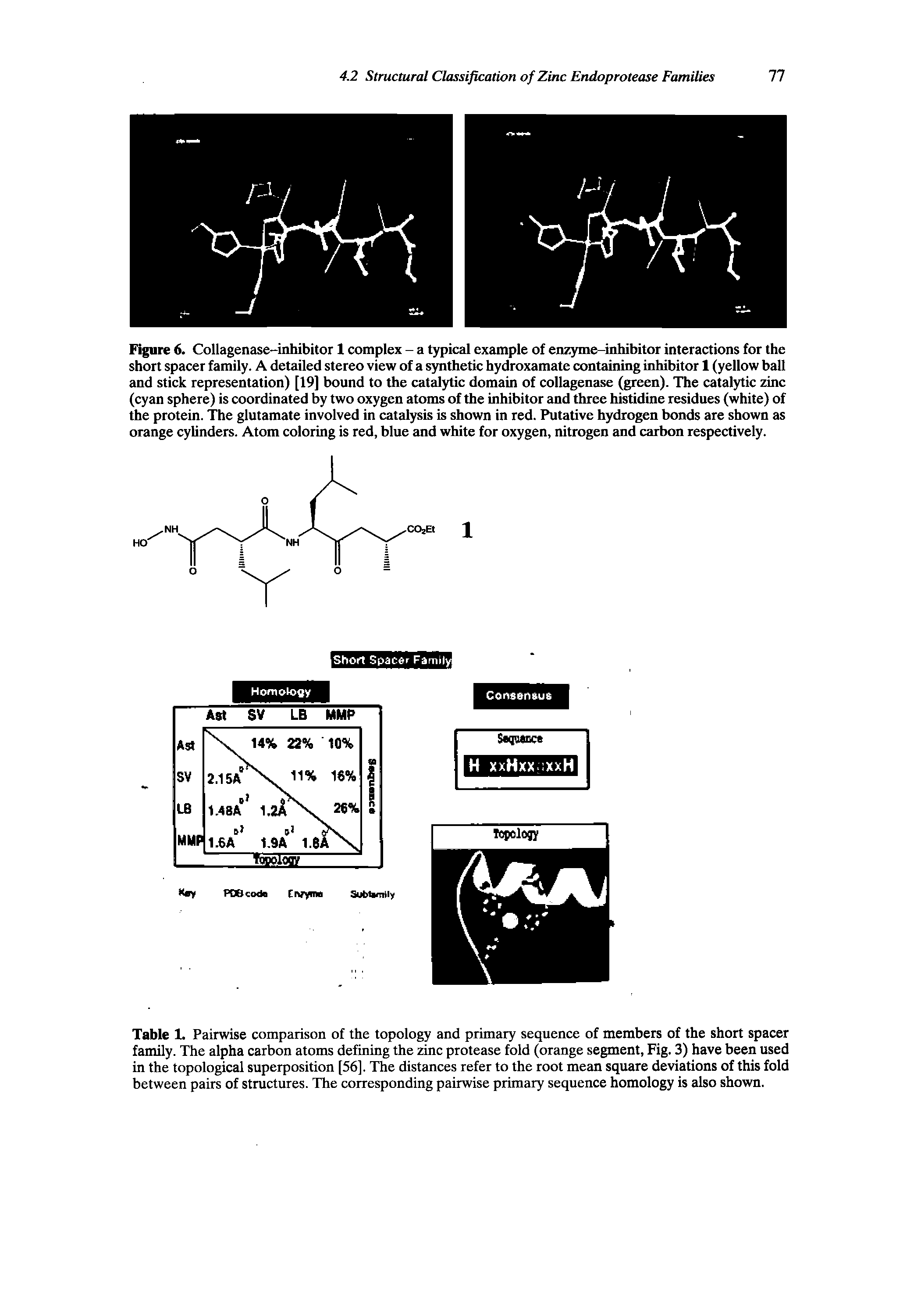 Table 1. Pairwise comparison of the topology and primary sequence of members of the short spacer family. The alpha carbon atoms defining the zinc protease fold (orange segment. Fig. 3) have been used in the topological superposition [56]. The distances refer to the root mean square deviations of this fold between pairs of structures. The corresponding pairwise primary sequence homology is also shown.