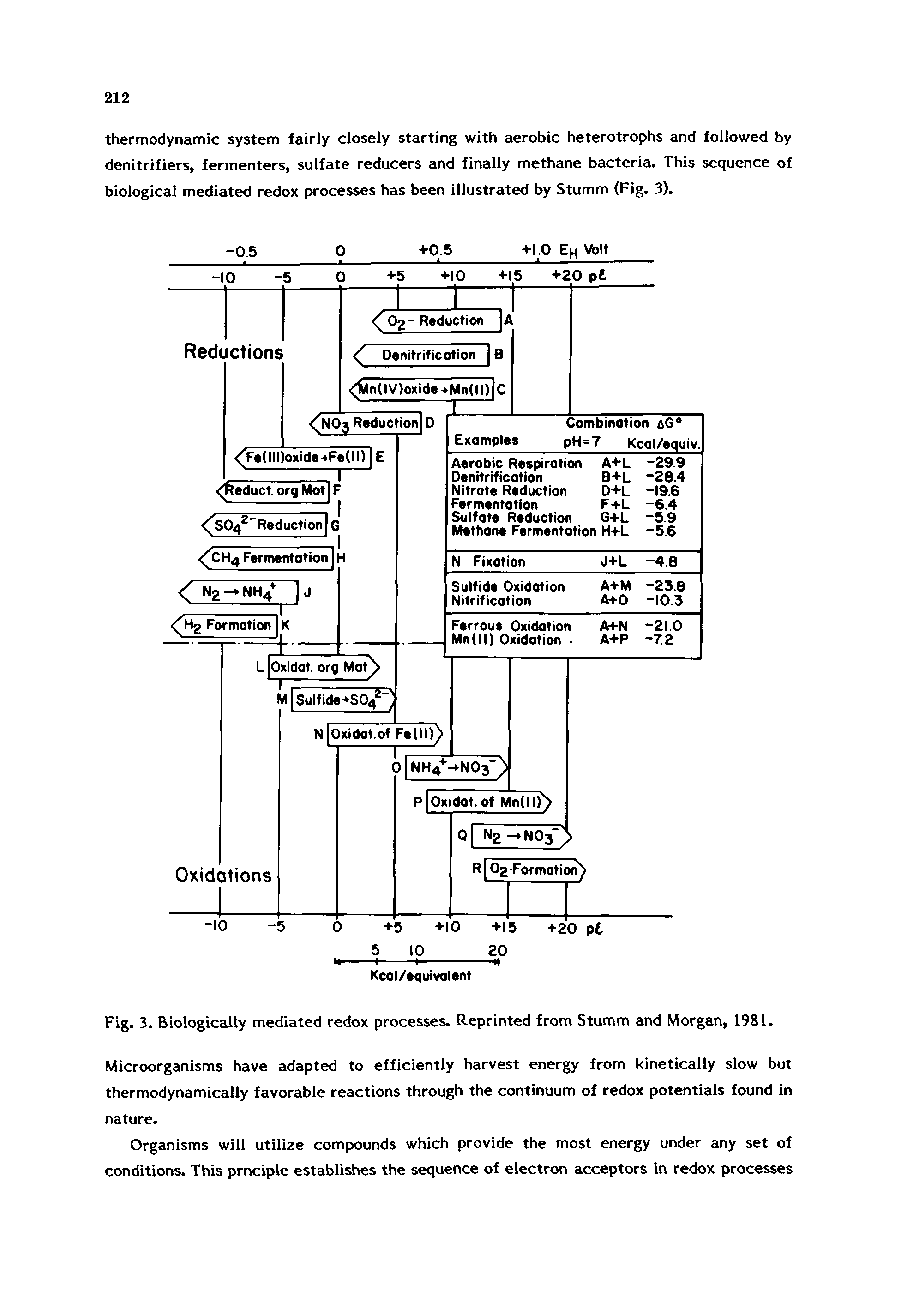 Fig. 3. Biologically mediated redox processes. Reprinted from Stumm and Morgan, 1981.
